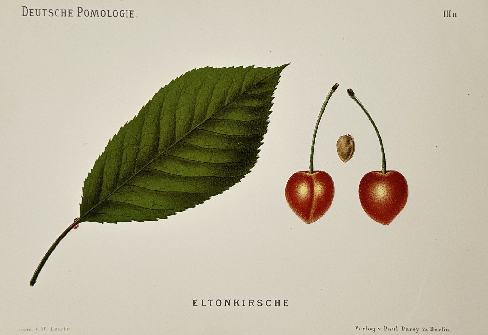 Wilhelm Lauche (1827–1883) – Eltonkirsche – Chromolithograph (1882): eltonkirsche. this chromolithograph illustrates the elton cherry variety featuring a single serrated green leaf two bright red cherries on stems and a central stone. the work is a detailed botanical s