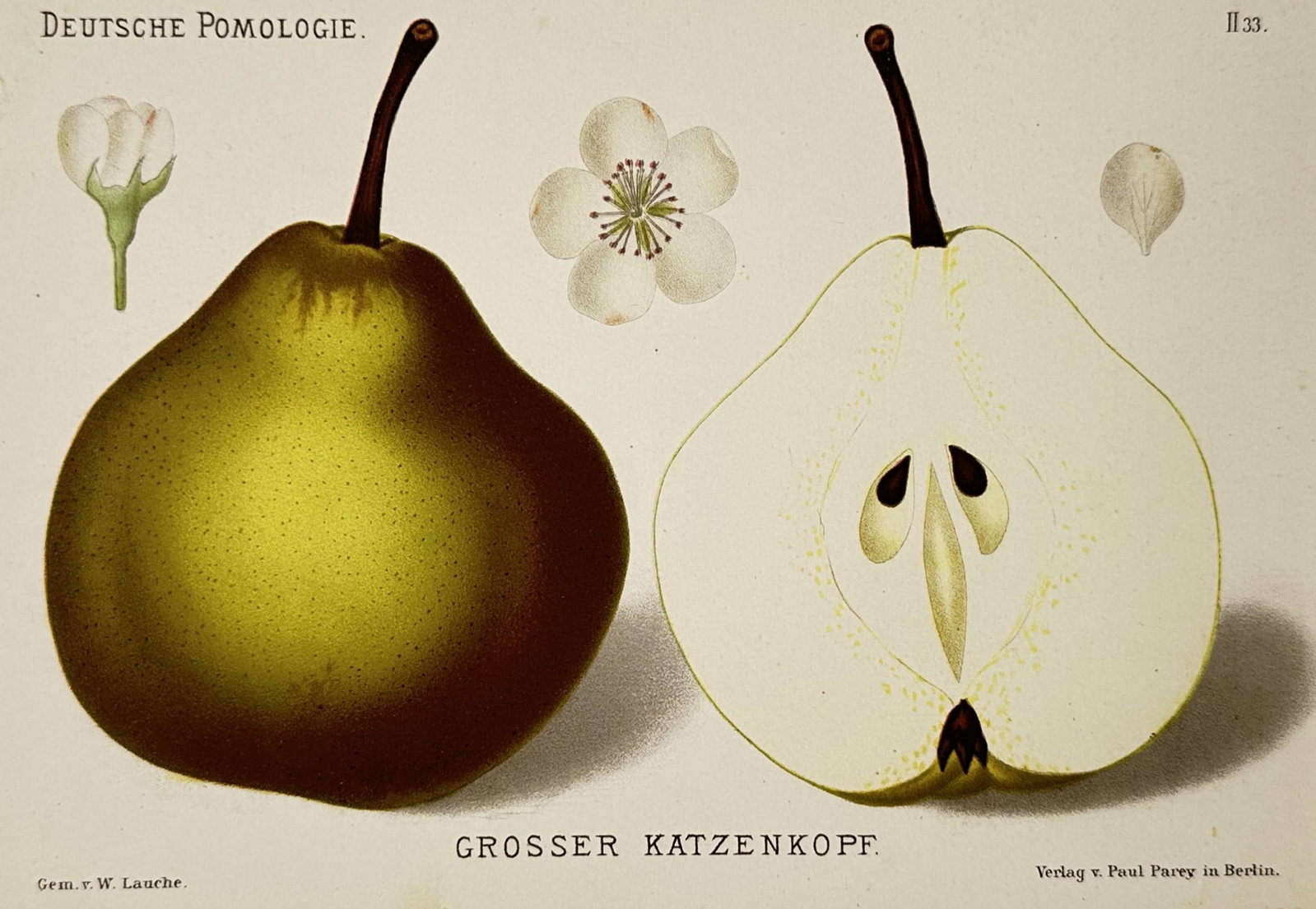 Wilhelm Lauche (1827–1883) – Grosser Katzenkopf – Chromolithograph (1882): "grosser katzenkopf". this chromolithograph illustrates the grosser katzenkopf pear variety showing a whole fruit with dark green and brownish skin a longitudinal cross section revealing the core and 