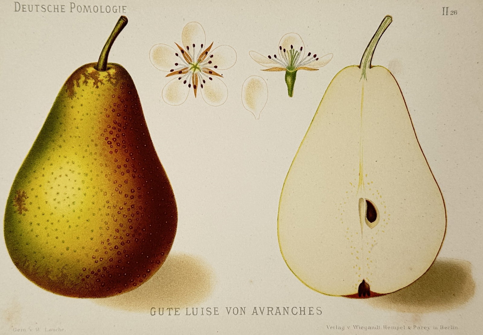 Wilhelm Lauche (1827–1883) – Gute Luise von Avranches – Chromolithograph (1882) (1 of 2)