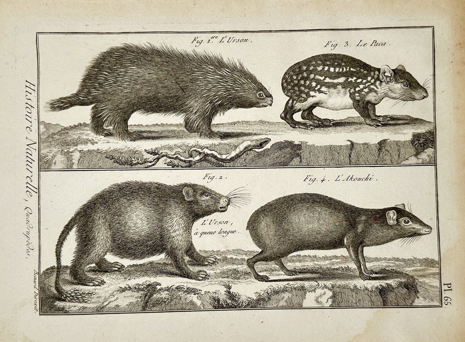 Robert Benard (1734–1777) – North American Rodents – Copper engraving (1770): "histoire naturelle, quadrupedes". this copper engraving illustrates four distinct rodent species from north america including the north american porcupine and the spotted paca arranged in two registe