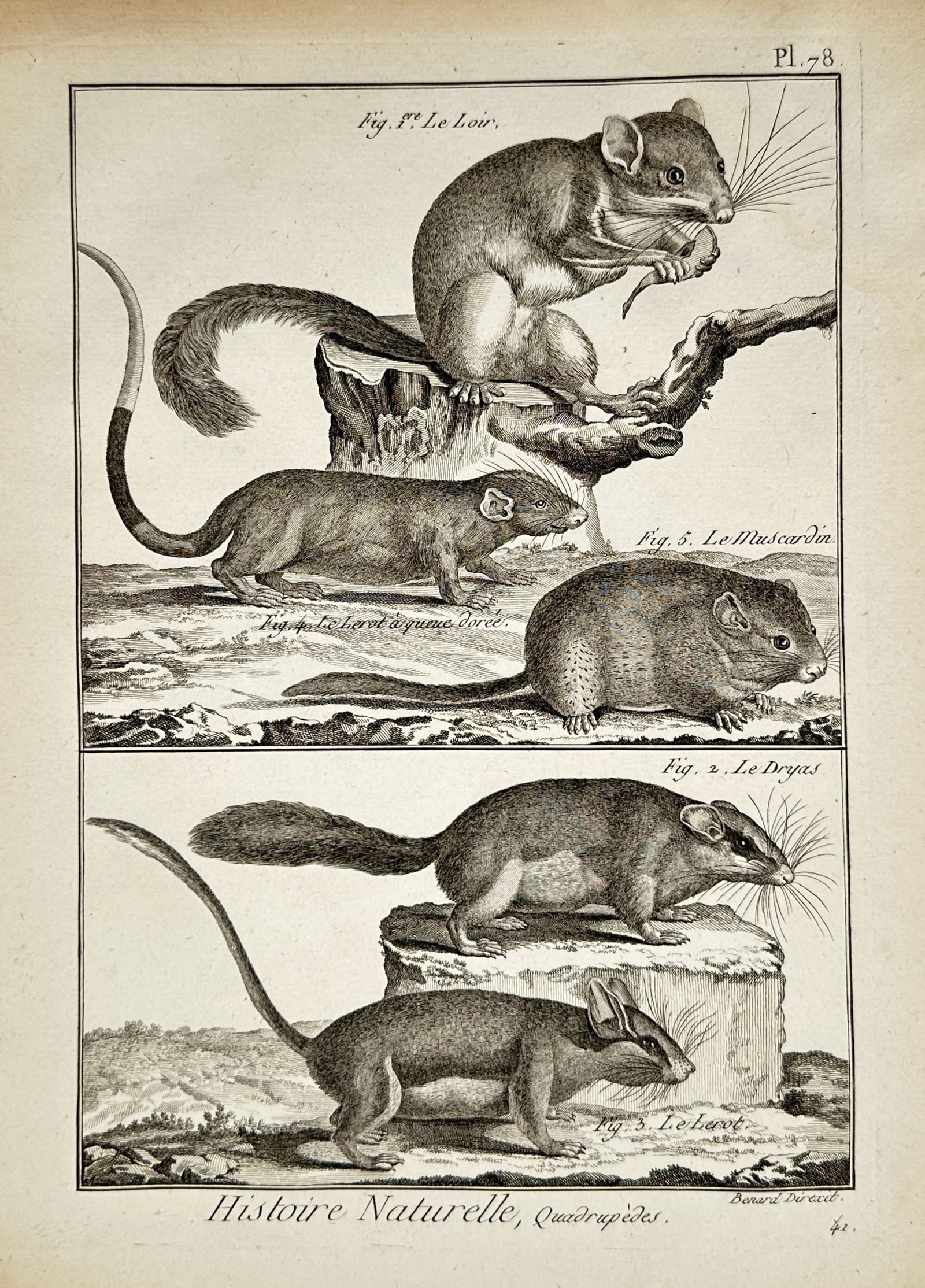 Robert Benard (1734–1777) – European Rodents – Copper engraving (1770): "histoire naturelle, quadrupedes". this copper engraving portrays five species of european rodents including the edible dormouse and hazel dormouse shown resting on tree stumps and branches. the work 