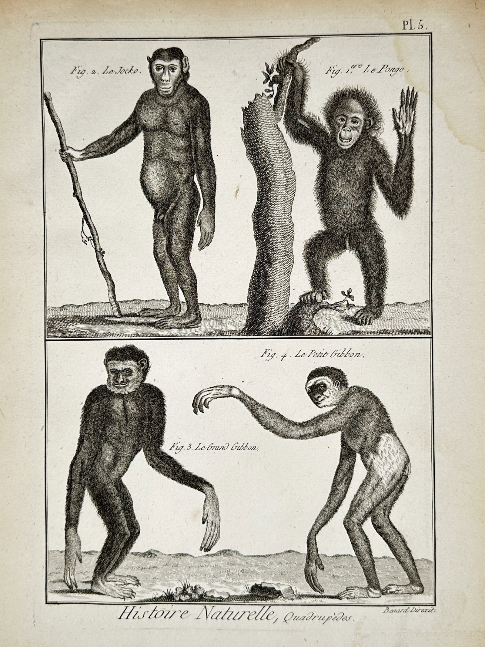 Robert Benard (1734–1777) – Primates Study – Copper engraving (1770): "histoire naturelle, quadrupedes". This copper engraving illustrates four primates, including a chimpanzee holding a staff and various gibbons in upright and climbing poses. The work was published in 