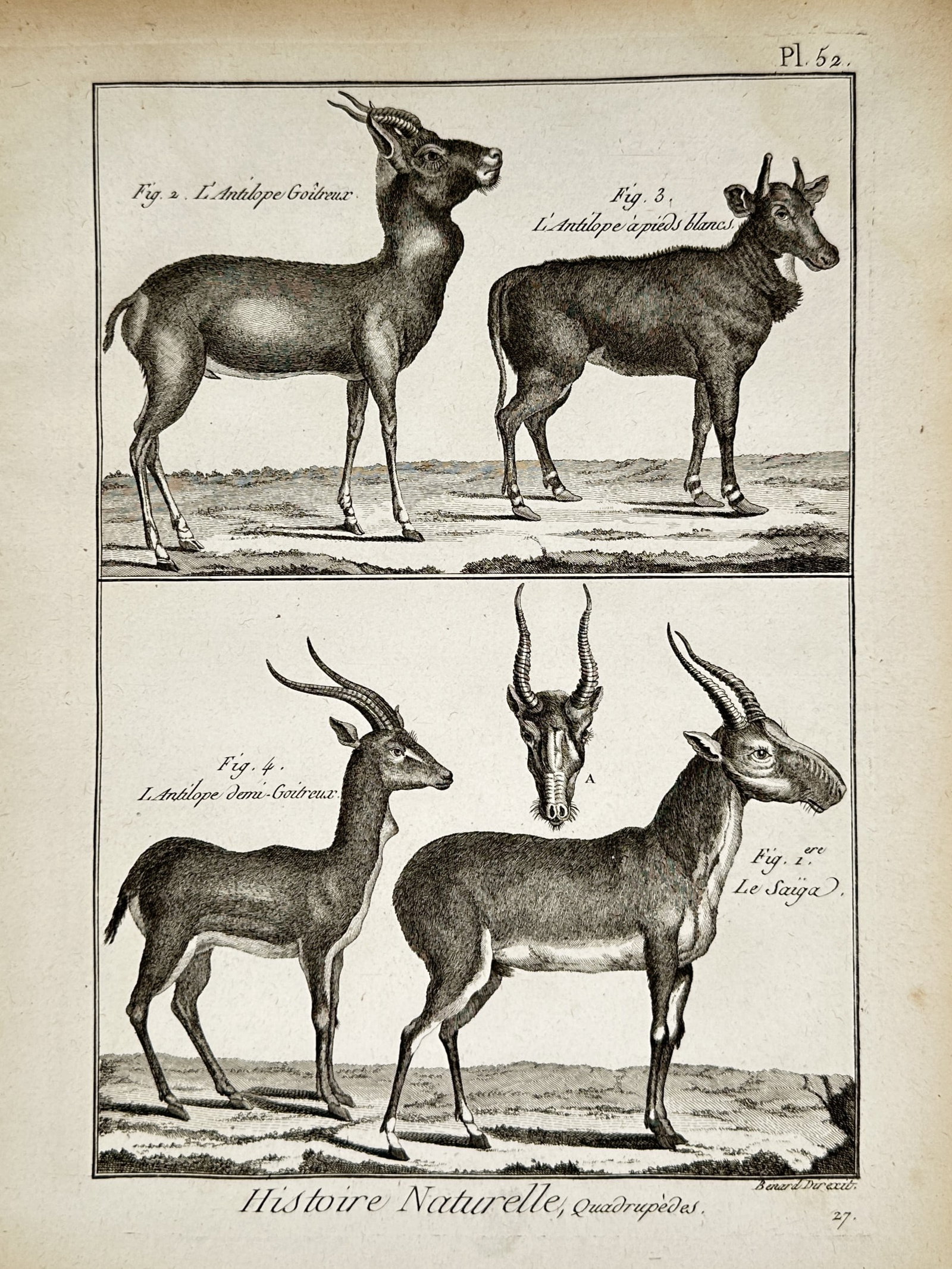 Robert Benard (1734–1777) – Studies of Antelopes and Saiga – Copper engraving (1770): histoire naturelle quadrupedes. This copper engraving illustrates various species of hoofed mammals including different types of antelopes and a saiga showing their profiles and a frontal view of a he