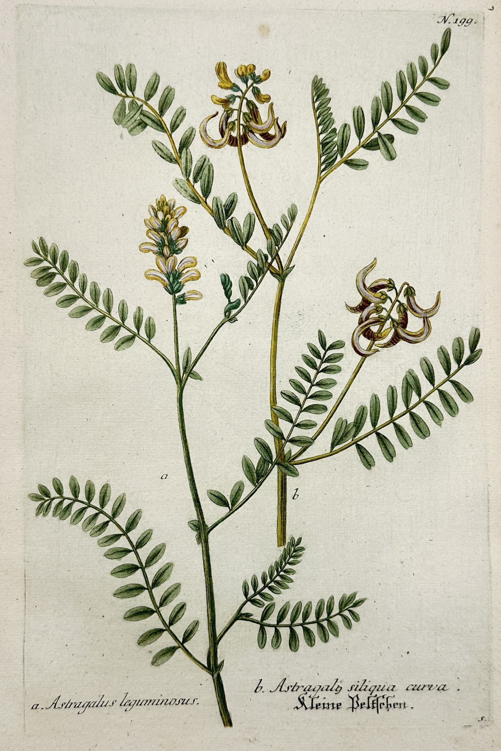 Johann Wilhelm Weinmann (1683–1741) – Astragalus Leguminosus – Hand-coloured etching (1737) (1 of 2)
