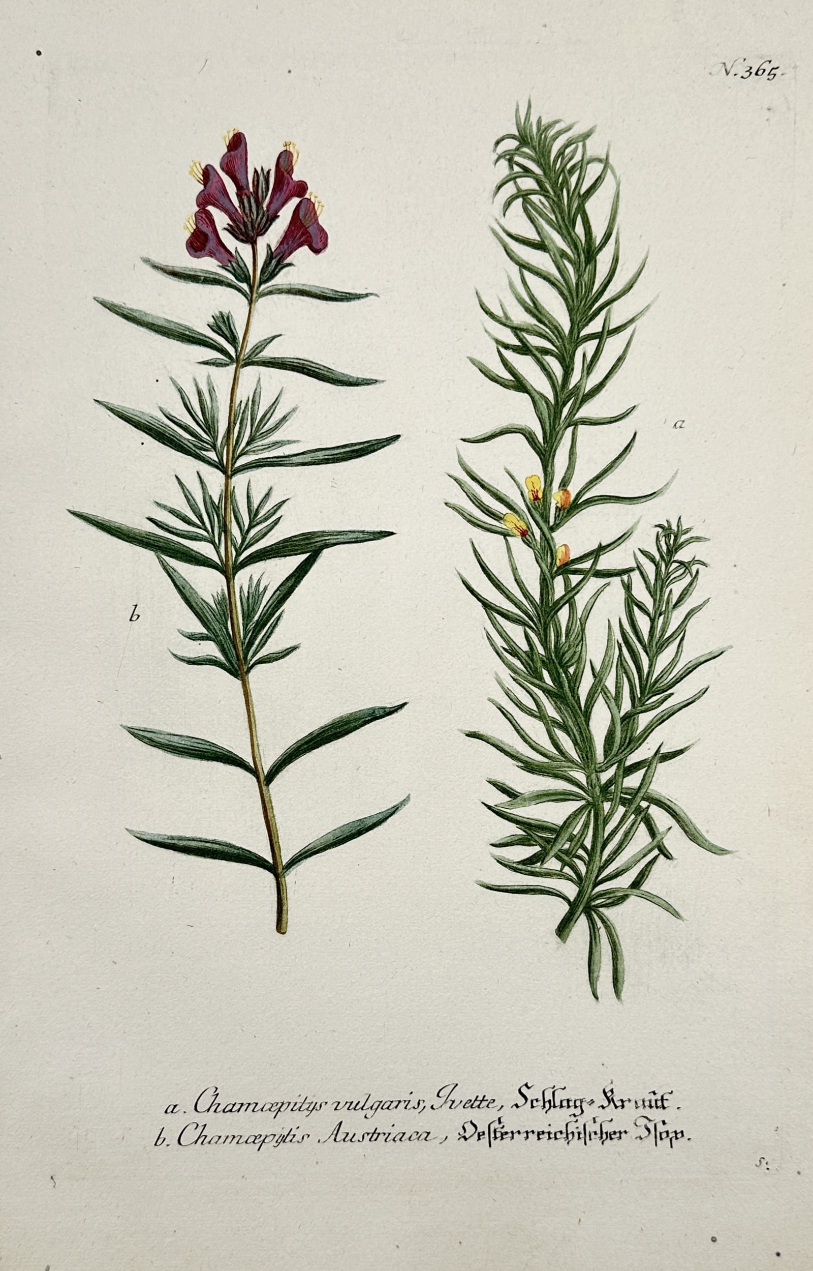 Johann Wilhelm Weinmann (1683–1741) – Ground Pine and Austrian Bugle – Hand-coloured etching (1 of 2)