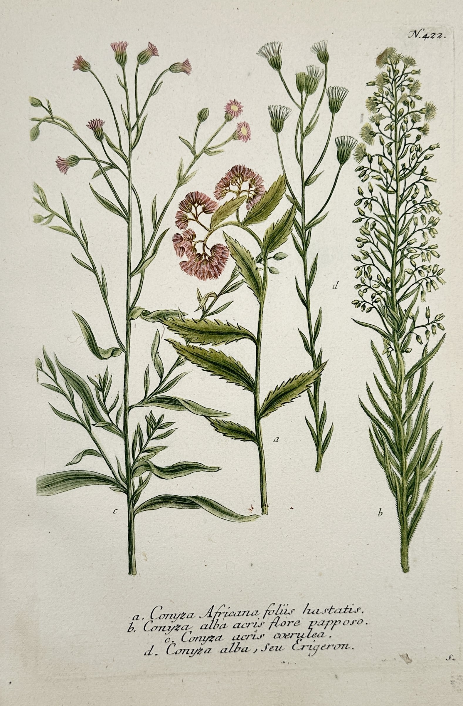 Johann Wilhelm Weinmann (1683–1741) – African and White Fleabane Varieties: "a. Conyza Africana foliis hastatis. b. Conyza alba acris flore papposo. c. Conyza acris caerulea. d. Conyza alba, seu Erigeron". This hand-coloured etching illustrates four botanical specimens of the