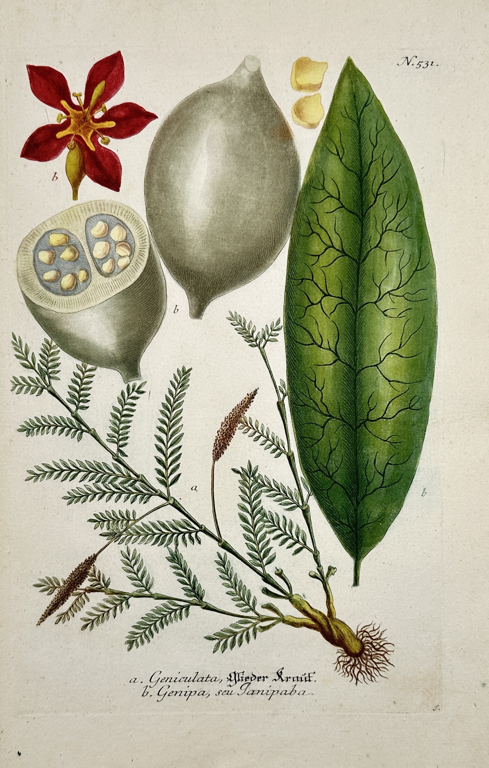 Johann Wilhelm Weinmann (1683–1741) – Gliederkraut and Genipap – Hand-coloured etching (1737) (1 of 2)