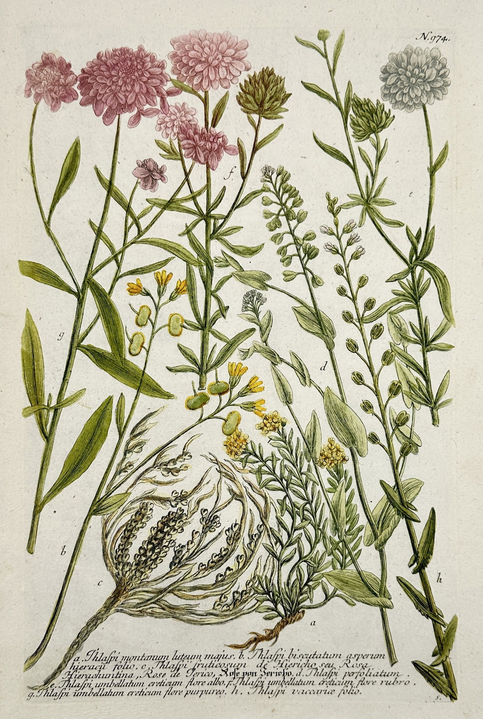 Johann Wilhelm Weinmann (1683–1741) – Varieties of Candytuft and Pennycress: "a. Thlaspi montanum luteum majus. b. Thlaspi biscutatum asperum hieracii folio. c. Thlaspi fruticosum de Hiericho, seu Rosa Hierochuntina, Rose de Ierico, Rose von Iericho. d. Thlaspi perfoliatum. e.