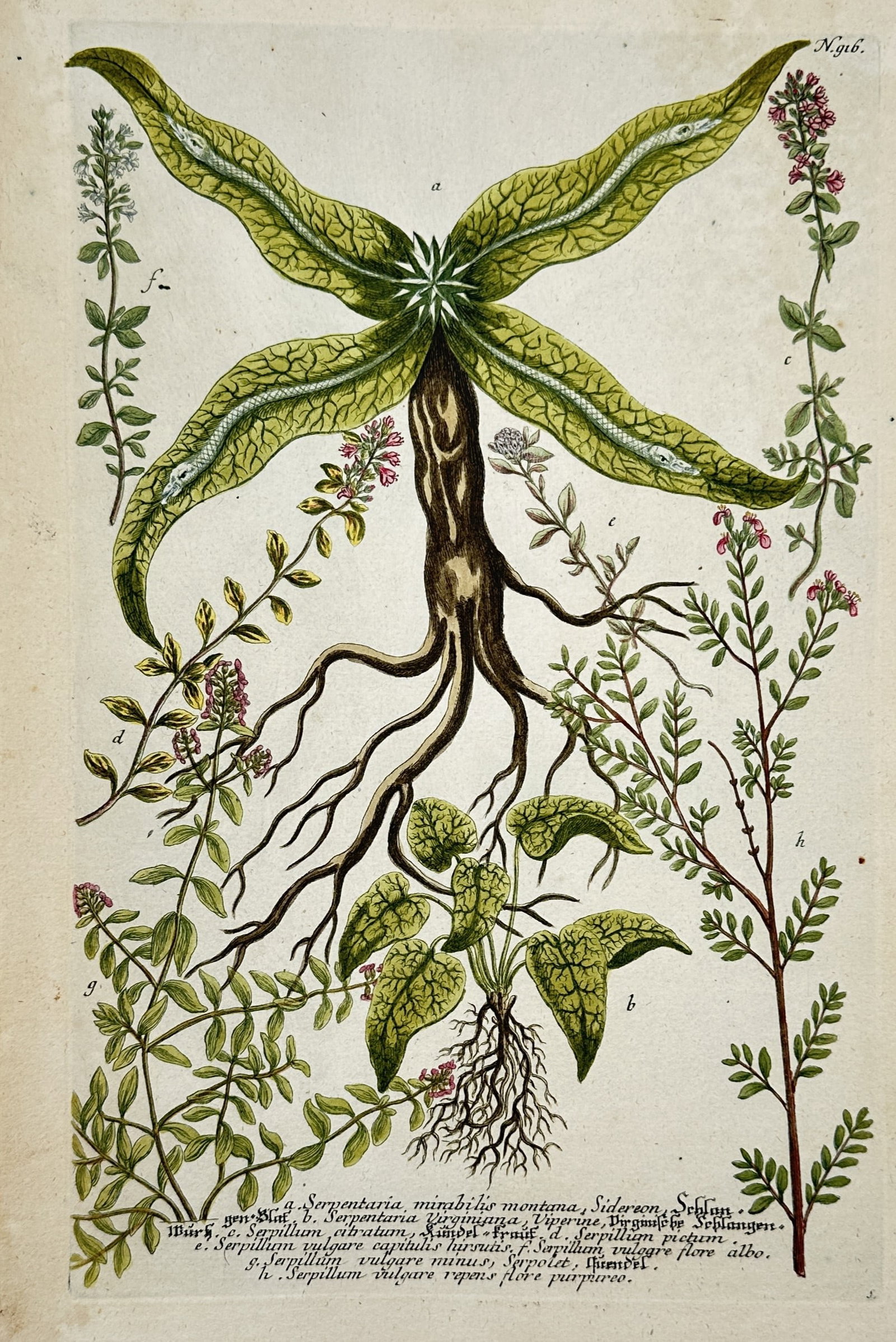 Johann Wilhelm Weinmann (1683–1741) – Snakeroot and Wild Thyme Varieties (1 of 2)