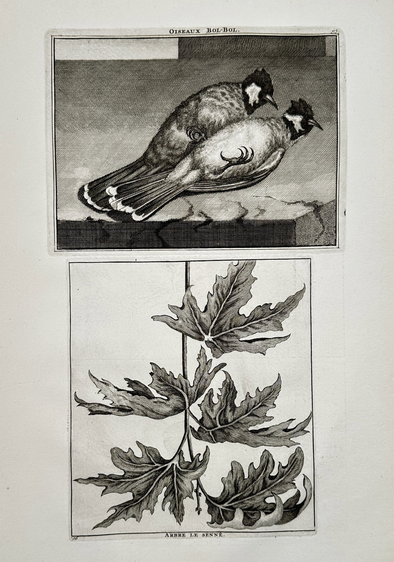 Cornelis de Bruyn (1652–1727) – Bol-Bol Birds and Senne Tree – Copper engraving (1711) (1 of 2)