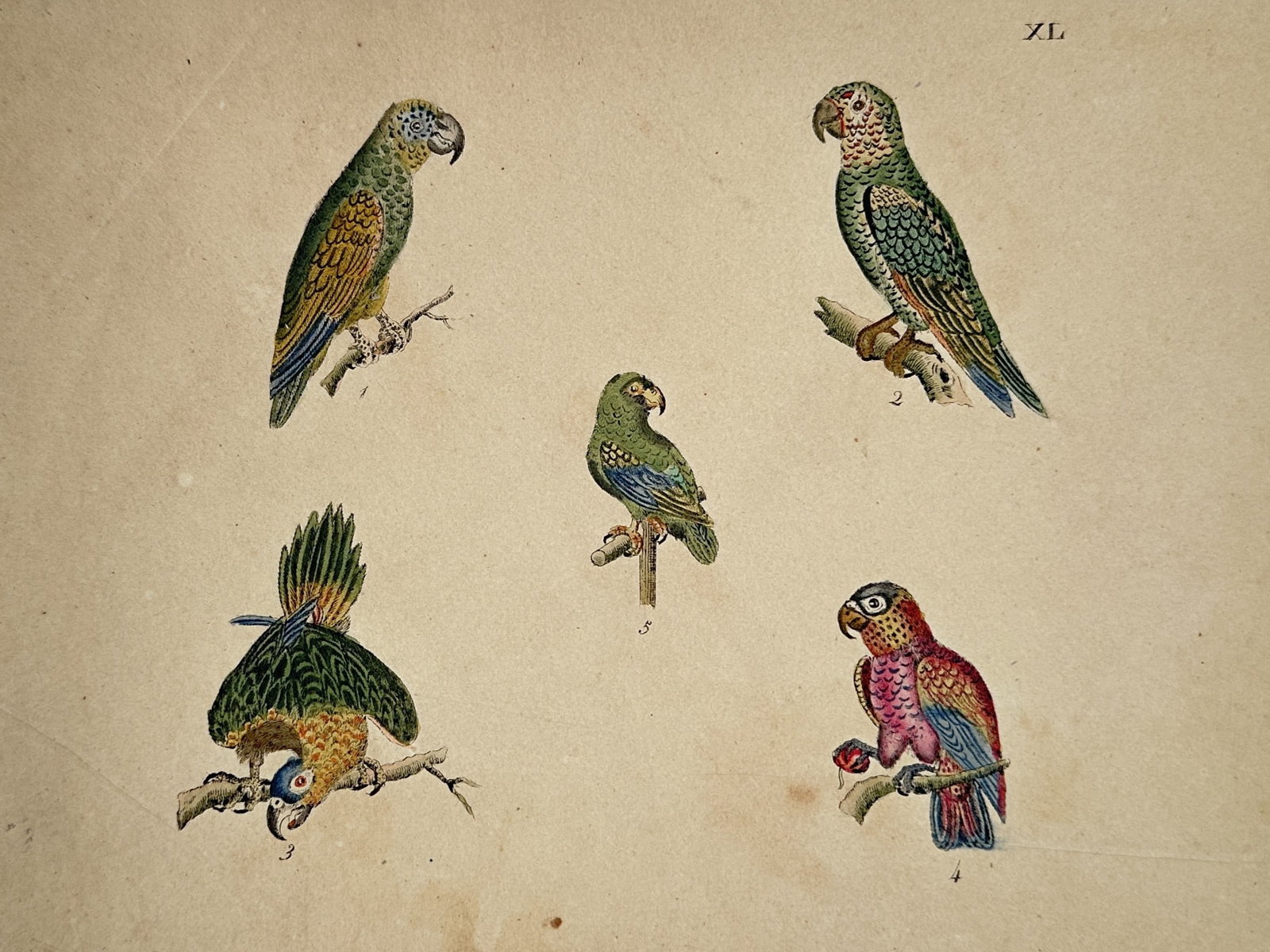 Friedrich Justin Bertuch (1747–1822) – Varieties of Parrots – Hand-coloured copper engraving: This hand-coloured copper engraving depicts five distinct species of parrots perched on branches, showcasing a variety of vibrant plumage in shades of green, yellow, blue, and red. The work is a natur