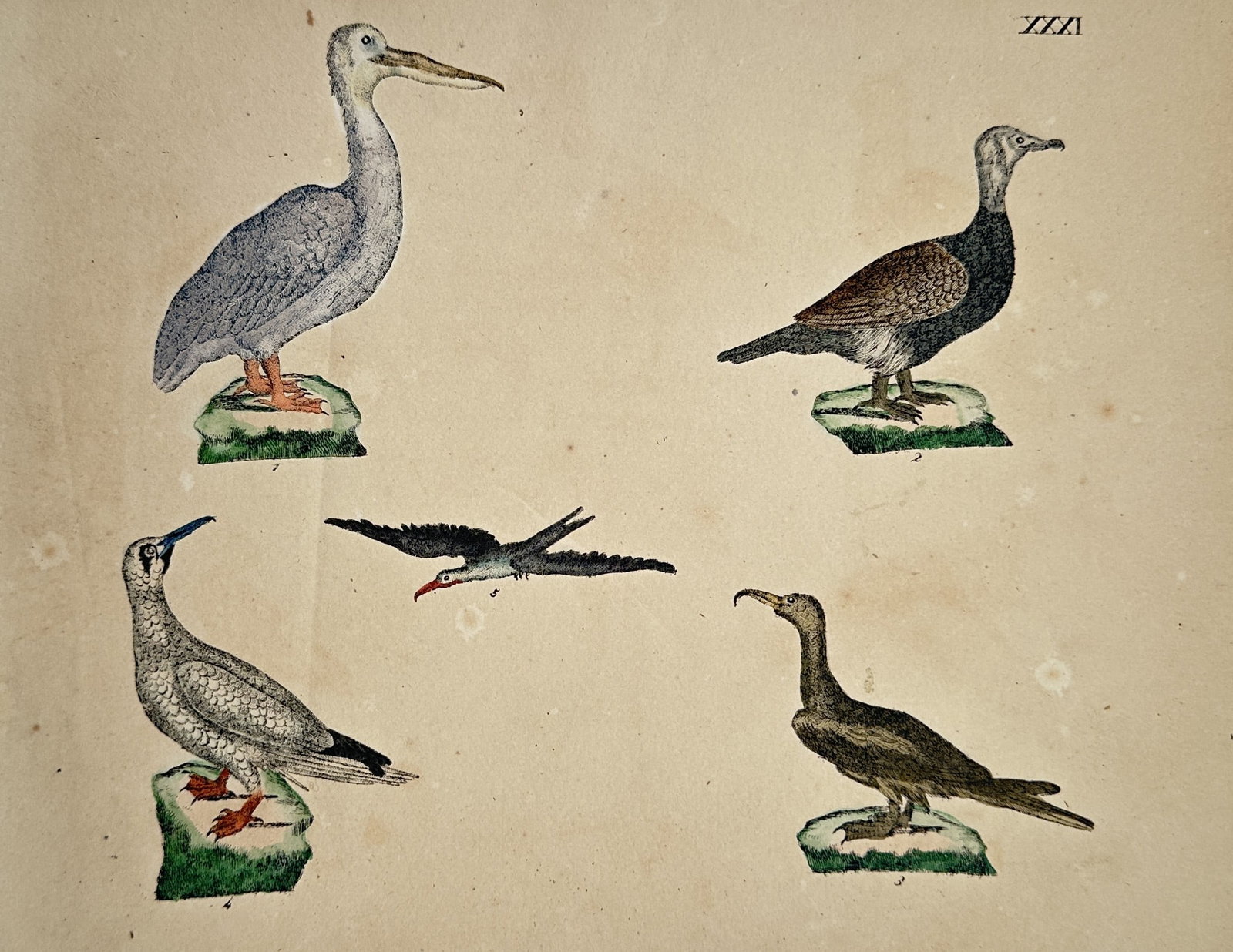 Friedrich Justin Bertuch (1747–1822) – Varieties of Water Birds – Hand-coloured copper (1 of 2)