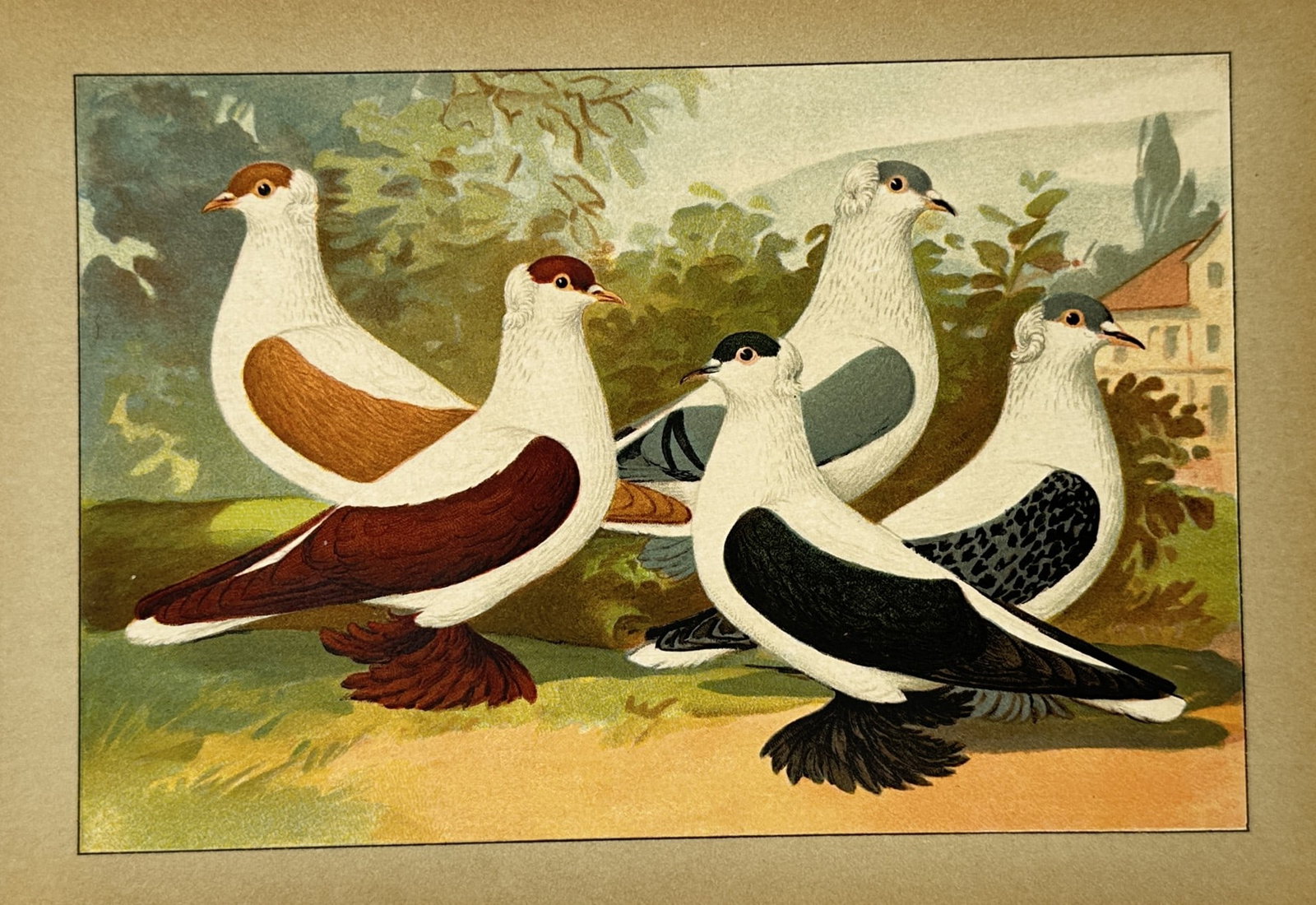 Emil Schachtzabel (1850–1941) – Varieties of Domestic Pigeons – Lithograph (1906) (1 of 2)