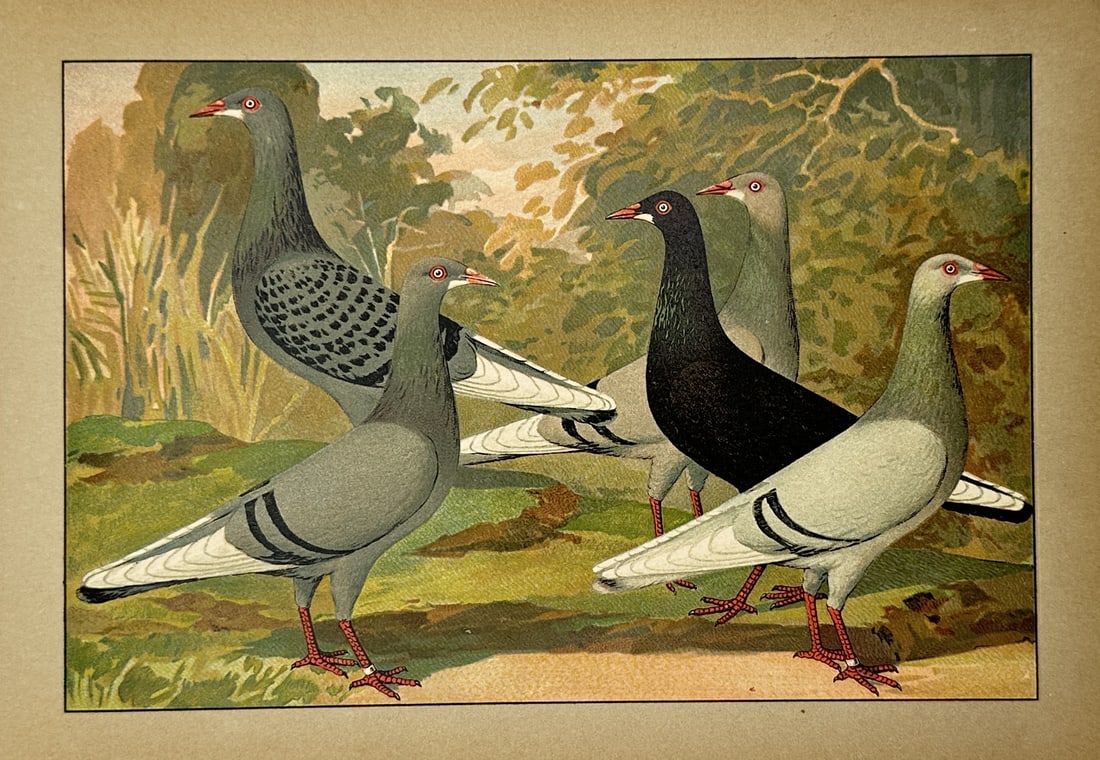 Emil Schachtzabel (1850–1941) – Five Varieties of Domestic Pigeons – Lithograph (1906) (1 of 2)