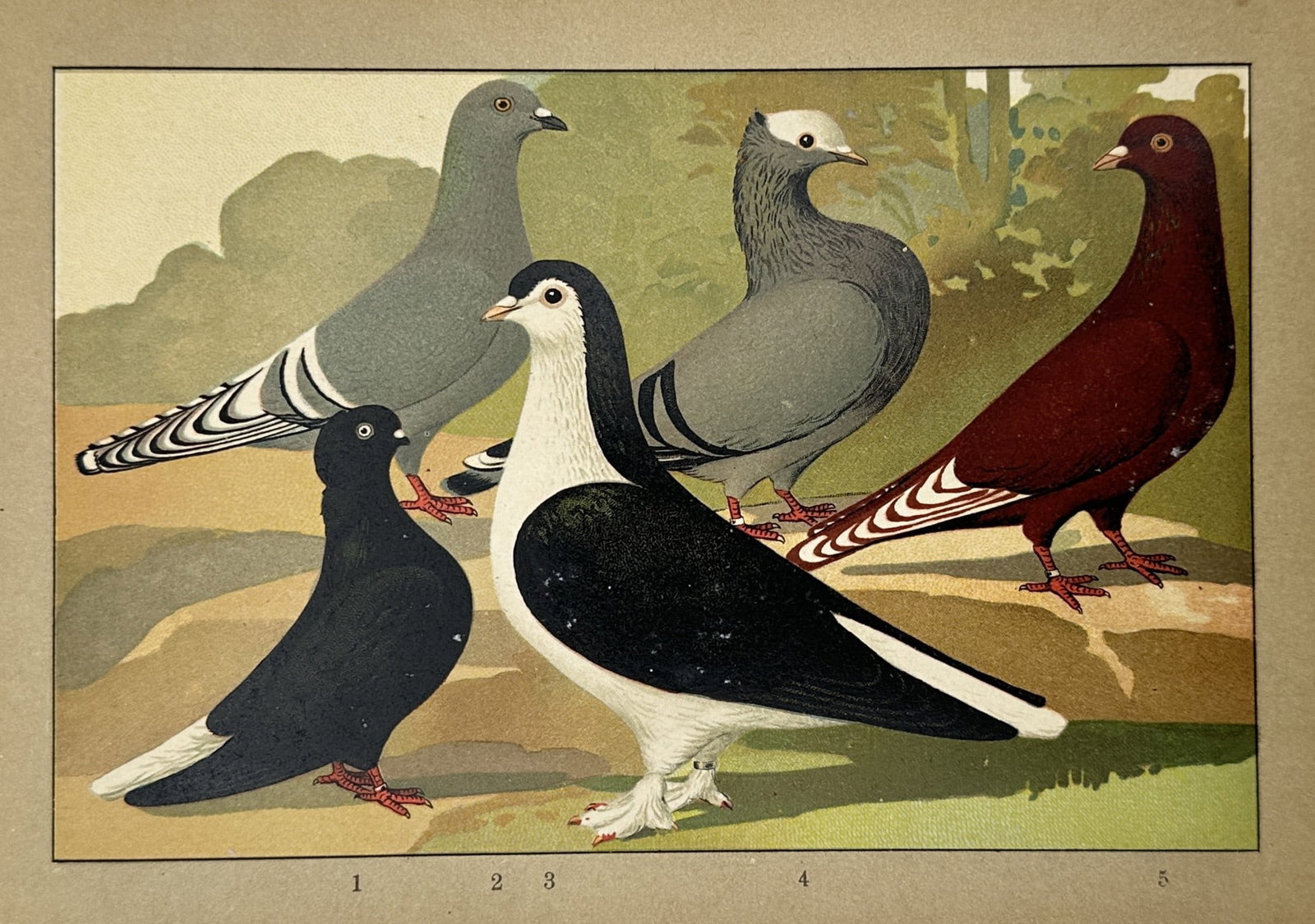 Emil Schachtzabel (1850–1941) – Five Breeds of Domestic Pigeons – Lithograph (1906) (1 of 2)