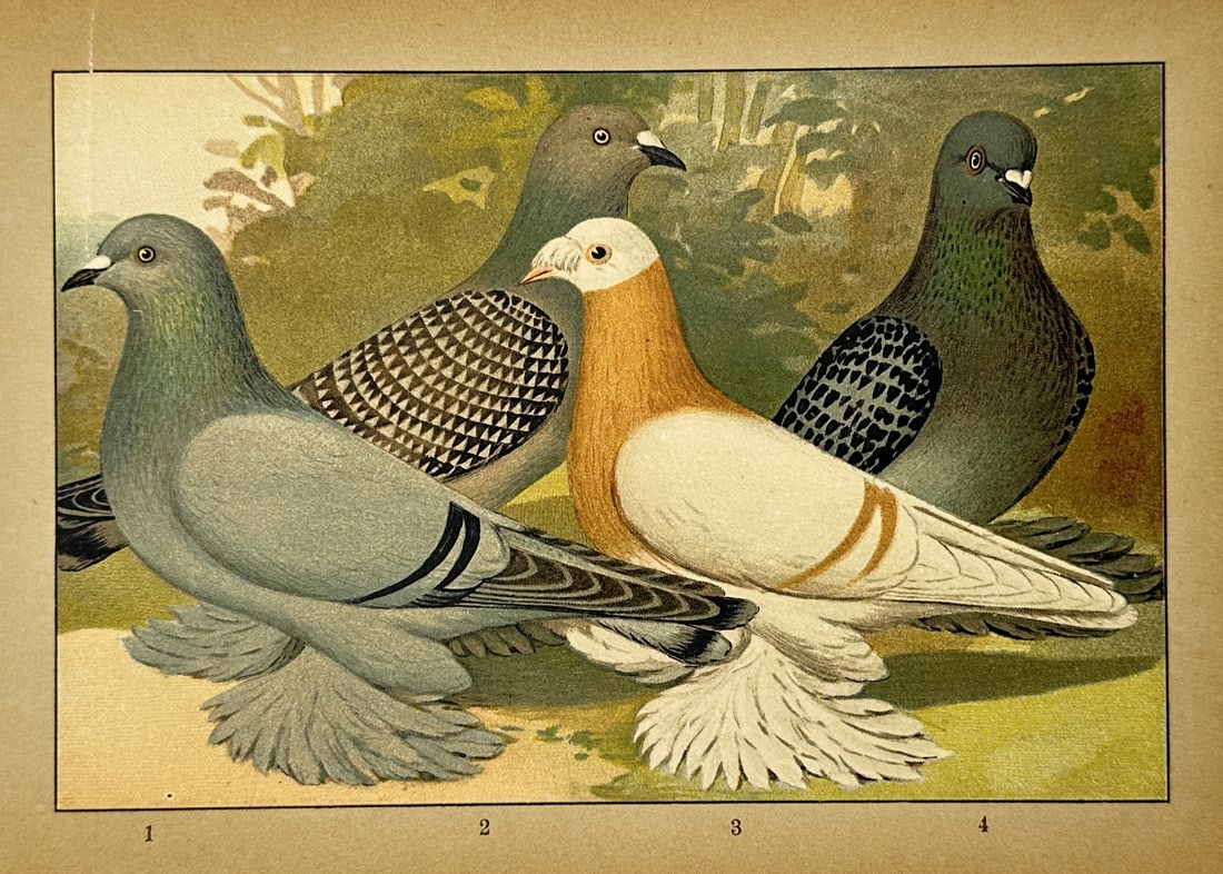 Emil Schachtzabel (1850–1941) – Four Breeds of Domestic Pigeons – Lithograph (1906): This lithograph depicts four distinct breeds of domestic pigeons with diverse plumage, including a blue-grey variety with feathered feet, a patterned grey bird, a striking yellow and white pigeon, and