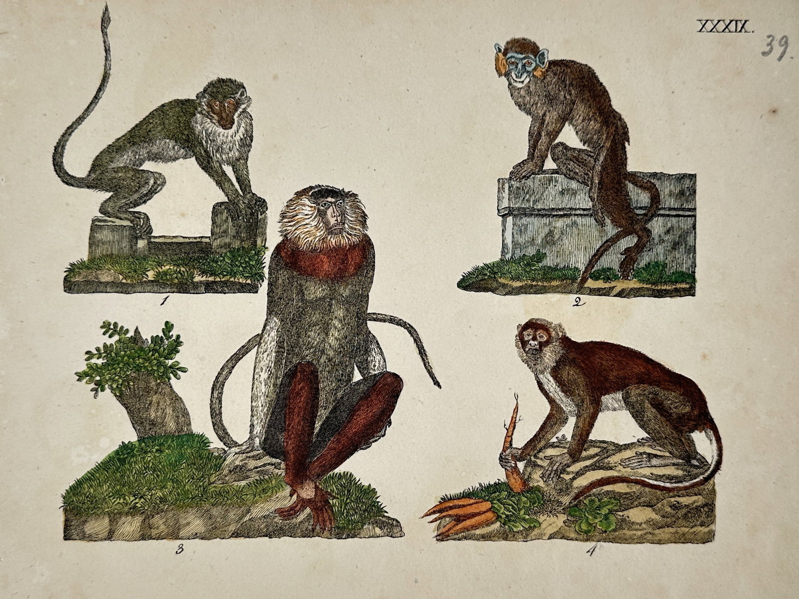 Friedrich Justin Bertuch (1747–1822) – Varieties of Exotic Birds – Hand-coloured copper (1 of 2)