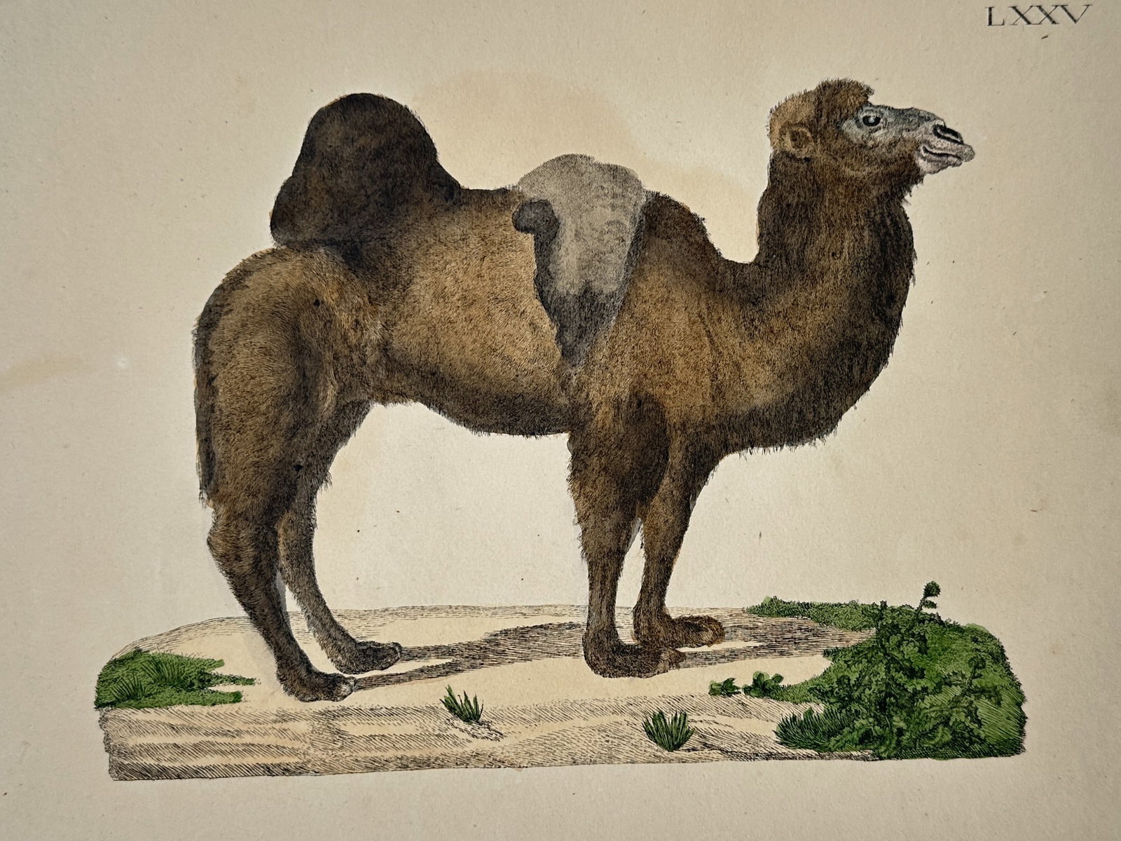 Friedrich Justin Bertuch (1747–1822) – The Bactrian Camel – Hand-coloured copper engraving (1 of 2)