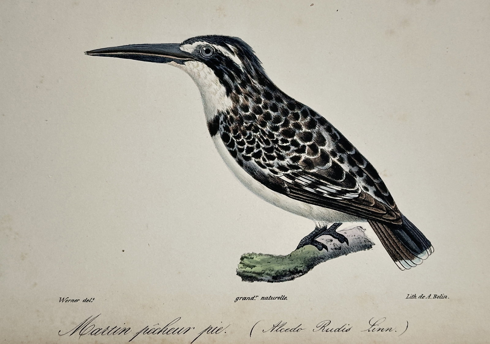 Jean-Charles Werner (1791–1849) – Pied Kingfisher – Hand-coloured lithograph (1828): "Martin pêcheur pie. (Alcedo Rudis Linn.)". This hand-coloured lithograph depicts a pied kingfisher perched on a mossy branch, shown in profile with detailed black and white plumage. The work is an o