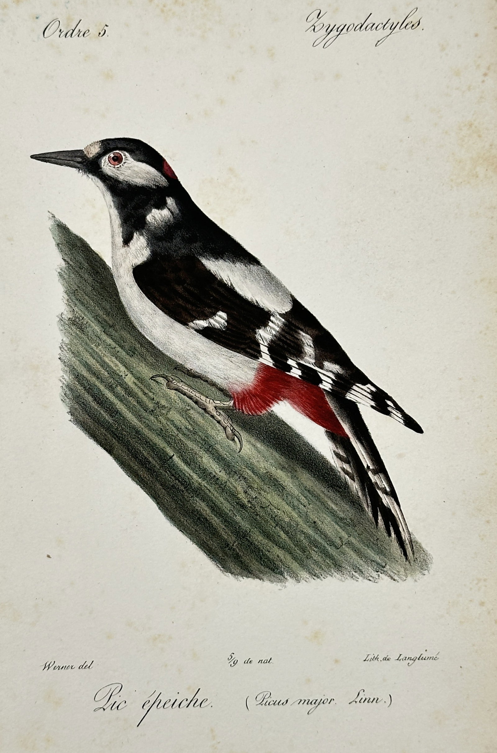 Jean-Charles Werner (1791–1849) – Great Spotted Woodpecker – Hand-coloured lithograph (1828): "Pic épeiche. (Picus major, Linn.)". This hand-coloured lithograph depicts a great spotted woodpecker clinging to a tree trunk, illustrated with its characteristic black and white plumage and vibrant