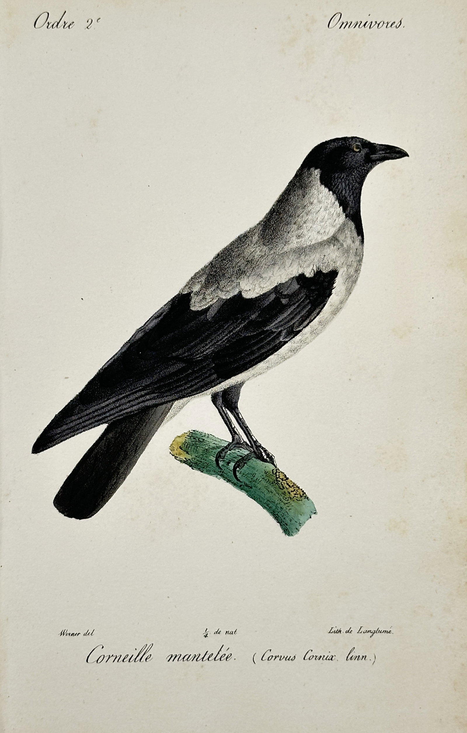 Jean-Charles Werner (1791–1849) – Hooded Crow – Hand-coloured lithograph (1828): "Corneille mantelée. (Corvus Cornix linn.)". This hand-coloured lithograph depicts a hooded crow perched on a mossy branch, illustrated with its distinctive grey body and contrasting black head, wing