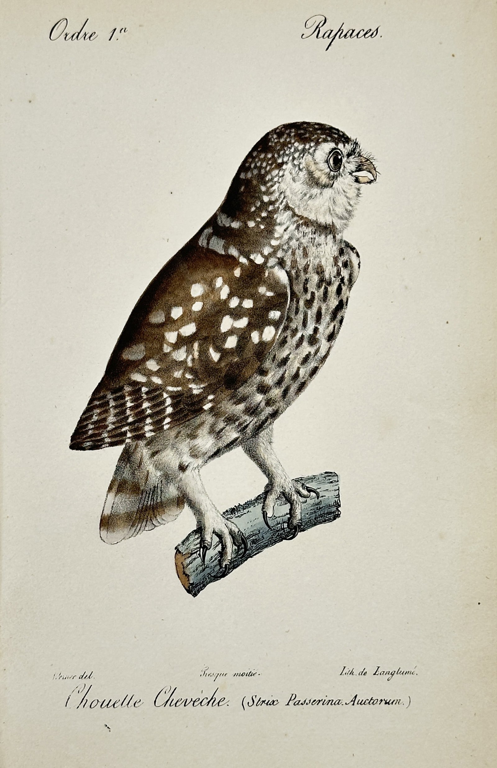 Jean-Charles Werner (1791–1849) – Little Owl – Hand-coloured lithograph (1828) (1 of 2)