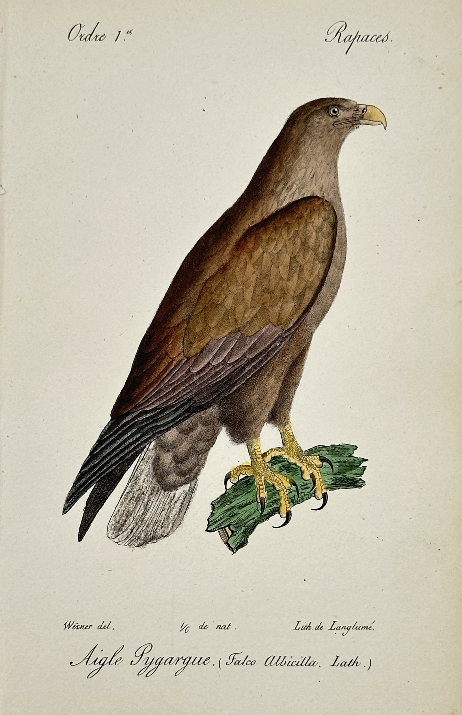 Jean-Charles Werner (1791–1849) – White-tailed Eagle – Hand-coloured lithograph (1828) (1 of 2)