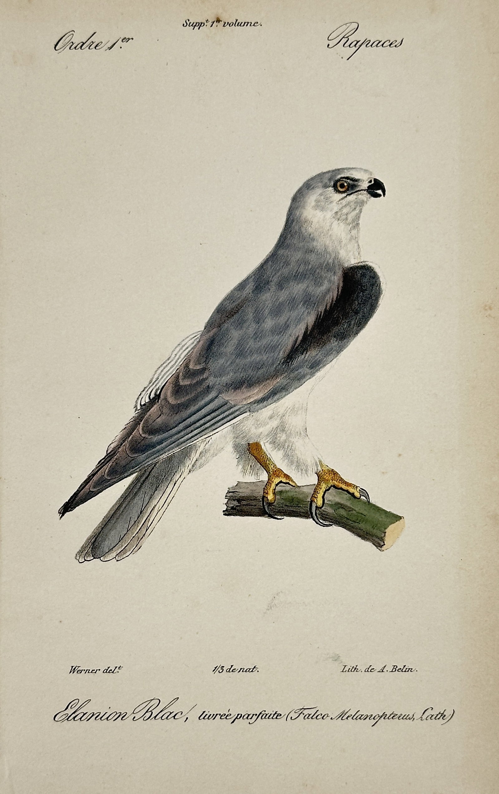 Jean-Charles Werner (1791–1849) – Black-winged Kite – Hand-coloured lithograph (1828) (1 of 2)