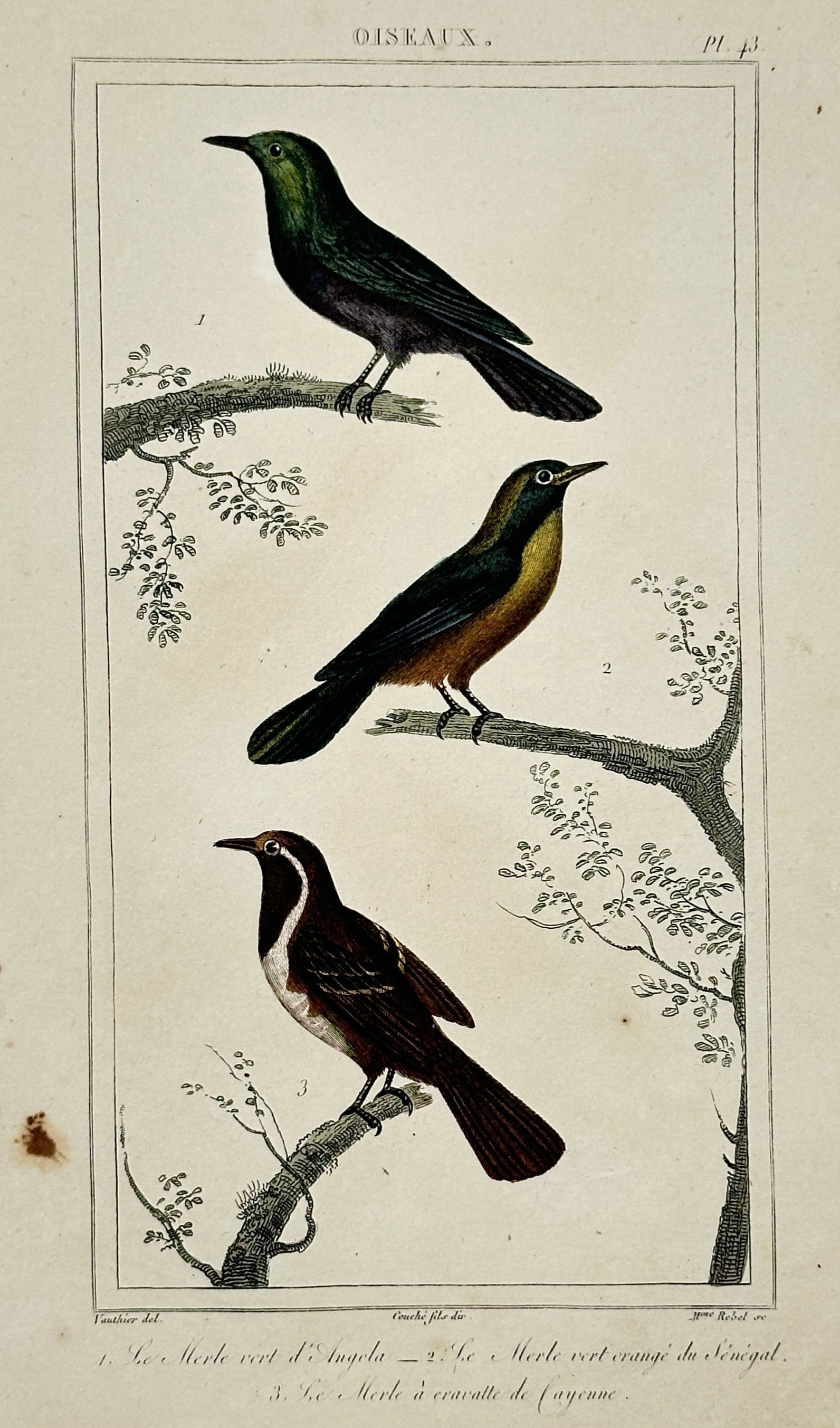 Georges-Louis Leclerc, Comte de Buffon (1707–1788) – Varieties of Thrushes (1 of 2)