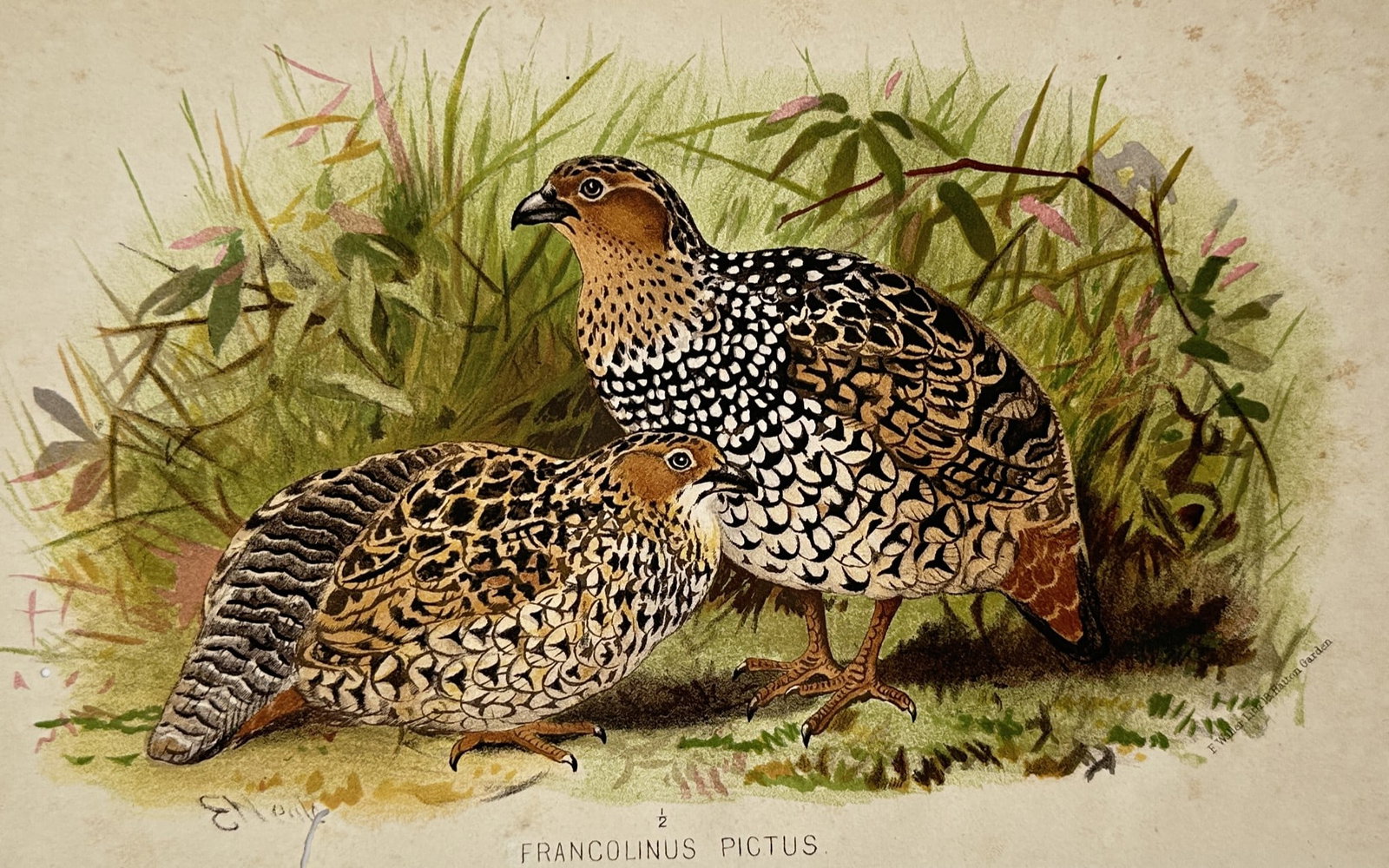 Edward Neale (1833–1904) – Painted Francolin – Lithograph (1884) (1 of 2)