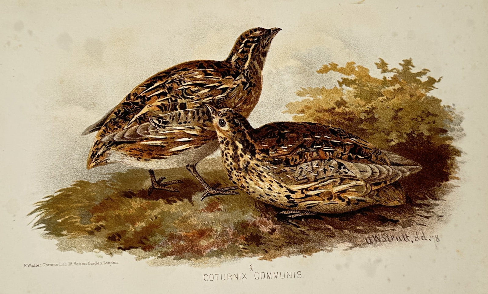 Alfred William Strutt (1856–1924) – Common Quail – Lithograph (1884) (1 of 2)
