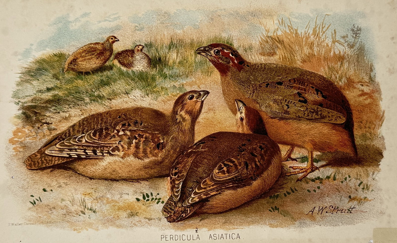 Alfred William Strutt (1856–1924) – Jungle Bush Quail – Lithograph (1884): "Perdicula Asiatica". This lithograph depicts a group of jungle bush quails in a naturalistic landscape, with several birds in the foreground and others in the distance among light vegetation. The wor