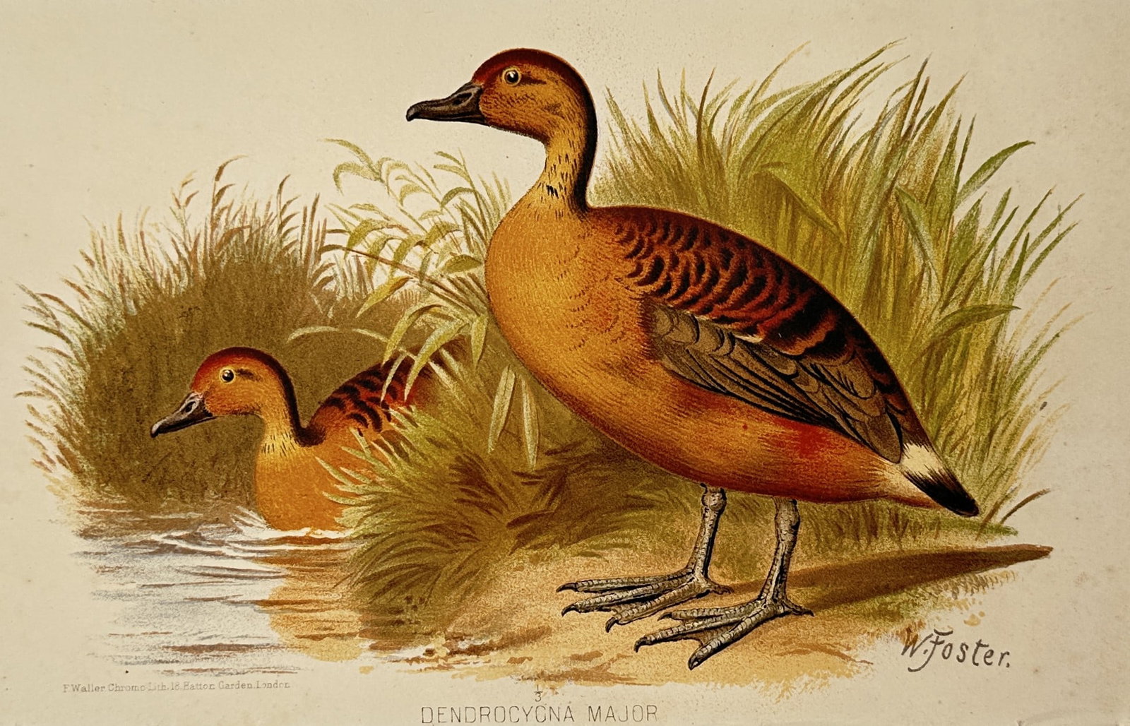 William Foster (1853–1924) – Fulvous Whistling Duck – Lithograph (1884): "Dendrocygna Major". This lithograph depicts a pair of fulvous whistling ducks, with one bird standing on a bank and the other partially submerged in water amidst tall marsh grasses. The work is an or