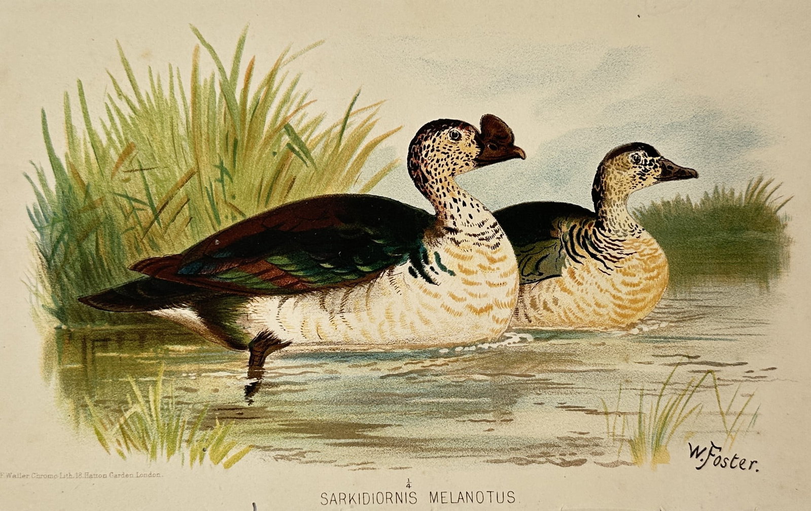 William Foster (1853–1924) – Knob-billed Duck – Lithograph (1884) (1 of 2)