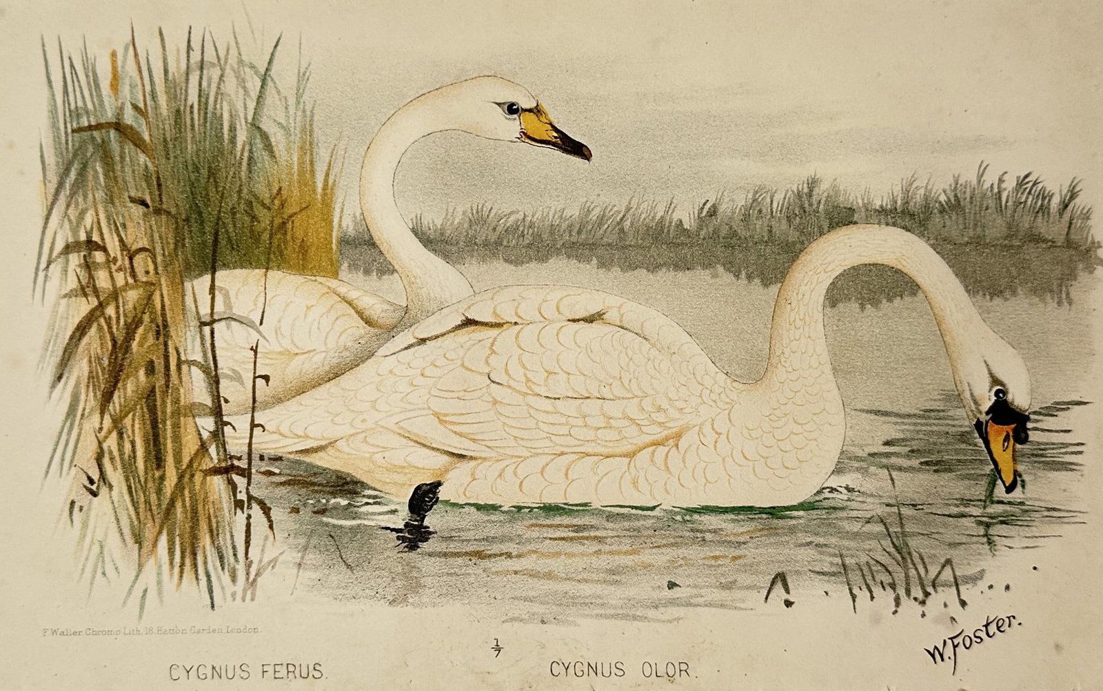 William Foster (1853–1924) – Whooper Swan and Mute Swan – Lithograph (1884) (1 of 2)