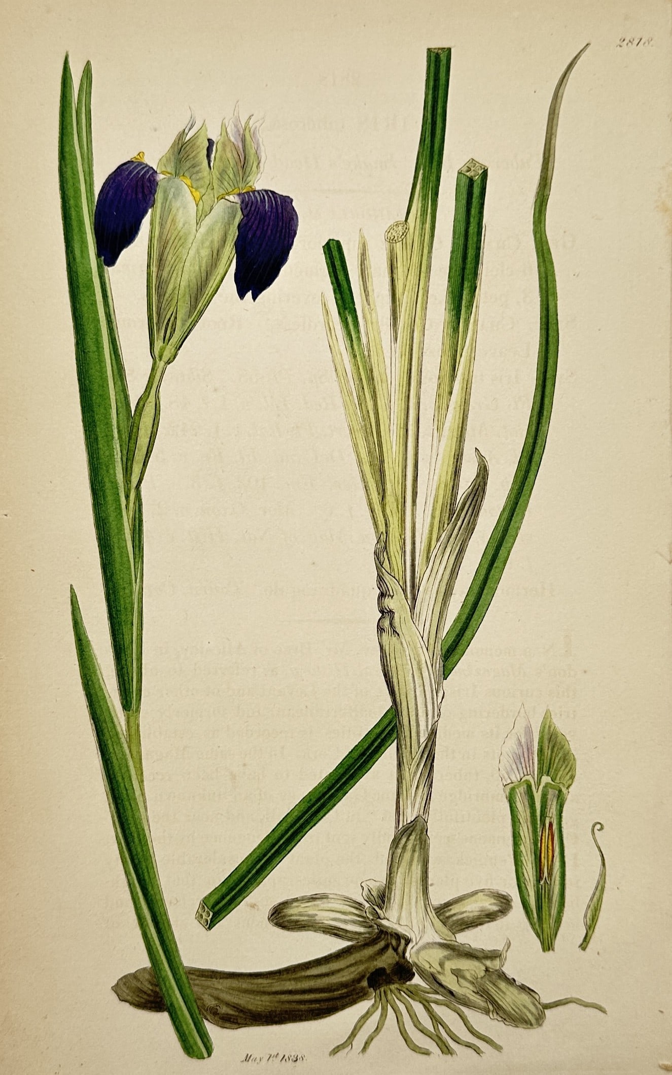 James Sowerby (1757–1822) – Iris – Hand-coloured engraving (1830) (1 of 2)