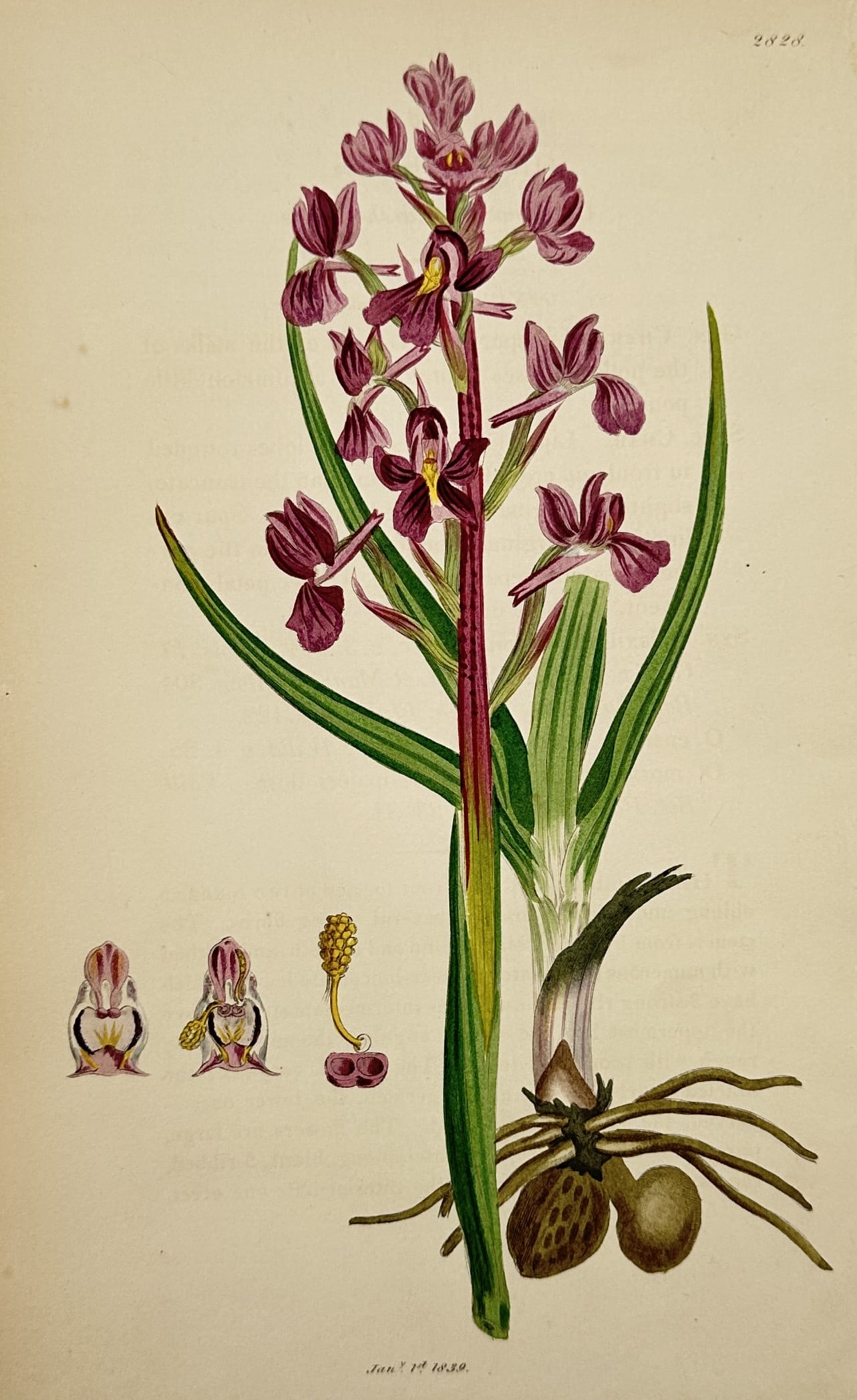 James Sowerby (1757–1822) – Orchid – Hand-coloured engraving (1830) (1 of 2)
