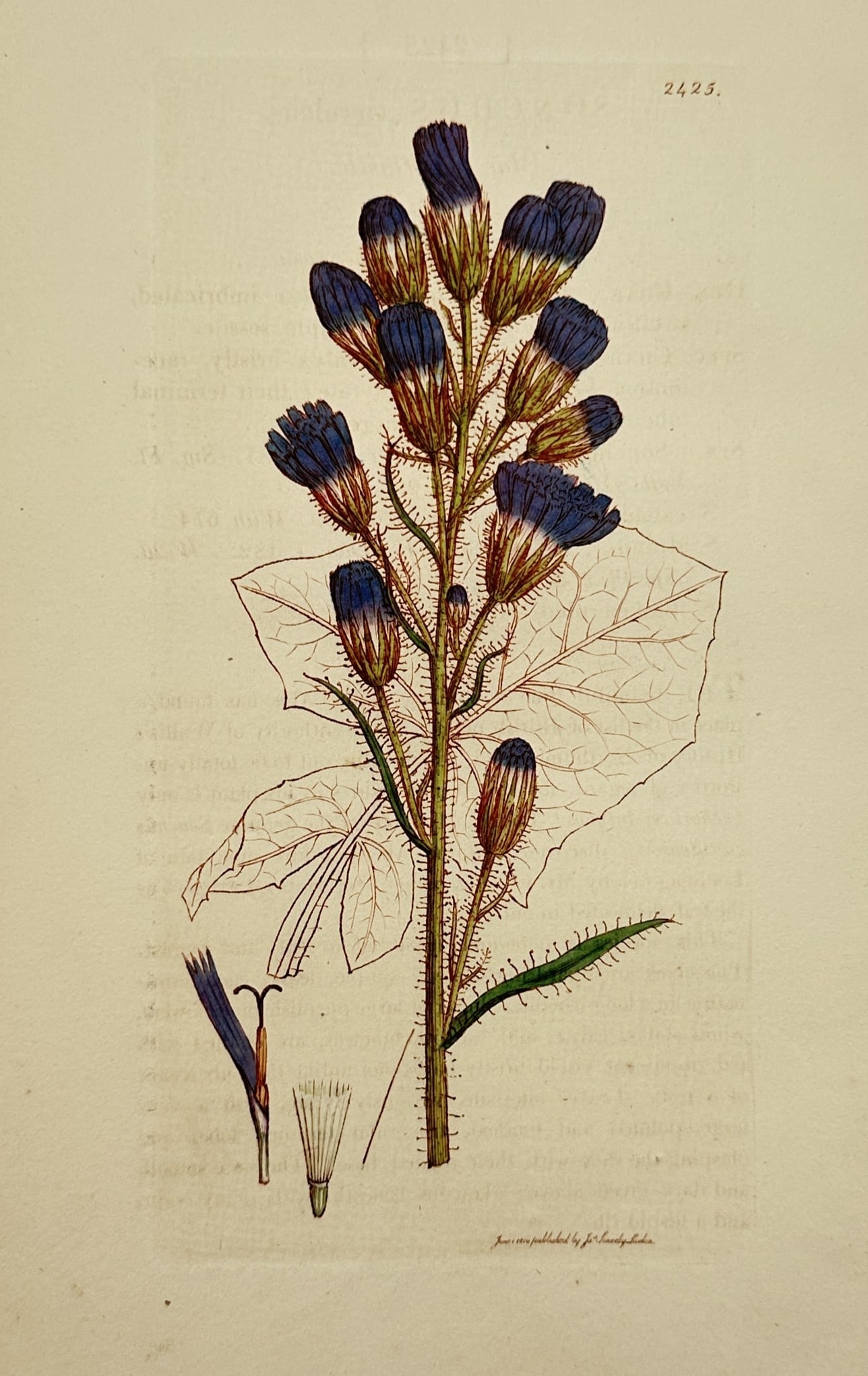 James Sowerby (1757–1822) – Alpine Blue-sowthistle – Hand-coloured engraving (1830) (1 of 2)