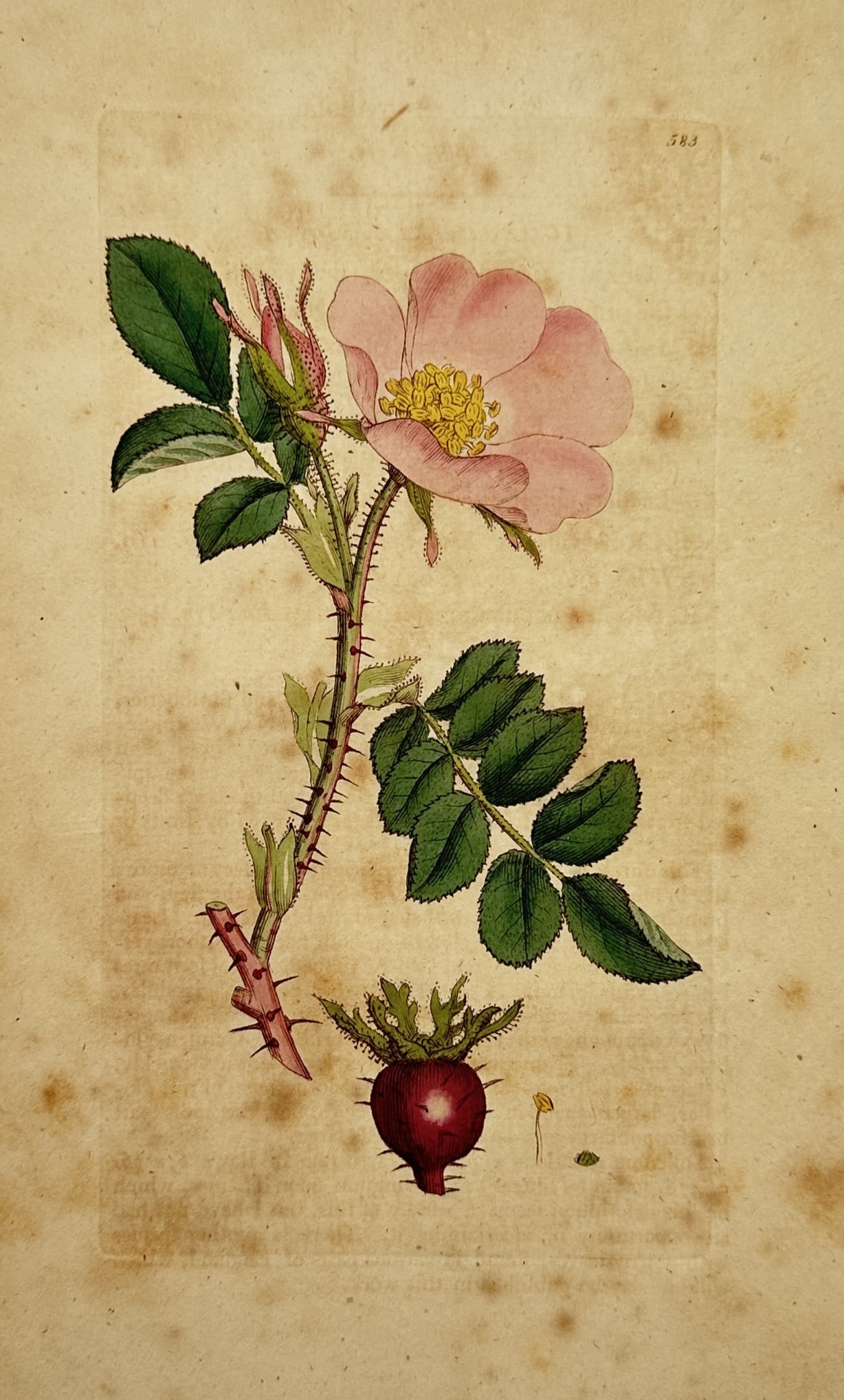 James Sowerby (1757–1822) – Apple Rose – Hand-coloured engraving (1830): "Rosa villosa". This hand-coloured engraving depicts a detailed botanical study of the Apple Rose, showing a flowering branch with a single pink blossom, serrated leaves, and a thorny stem, alongside 