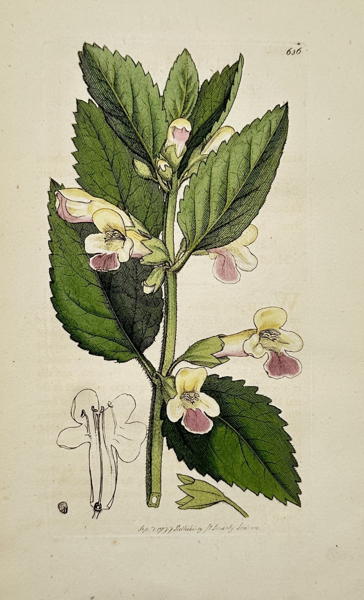 James Sowerby (1757–1822) – Large-flowered Hemp-nettle – Hand-coloured engraving (1830) (1 of 2)