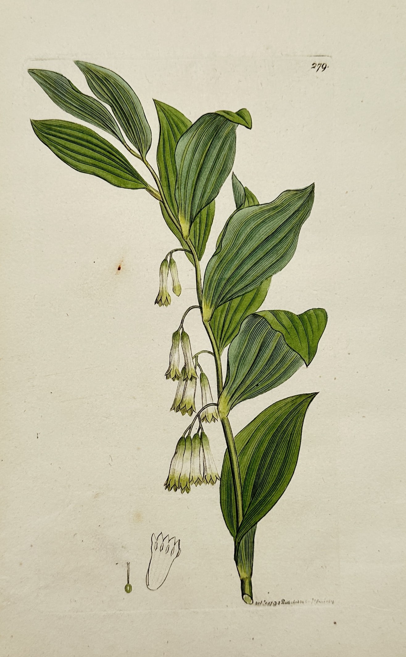 James Sowerby (1757–1822) – Angular Solomon's Seal – Hand-coloured engraving (1830) (1 of 2)