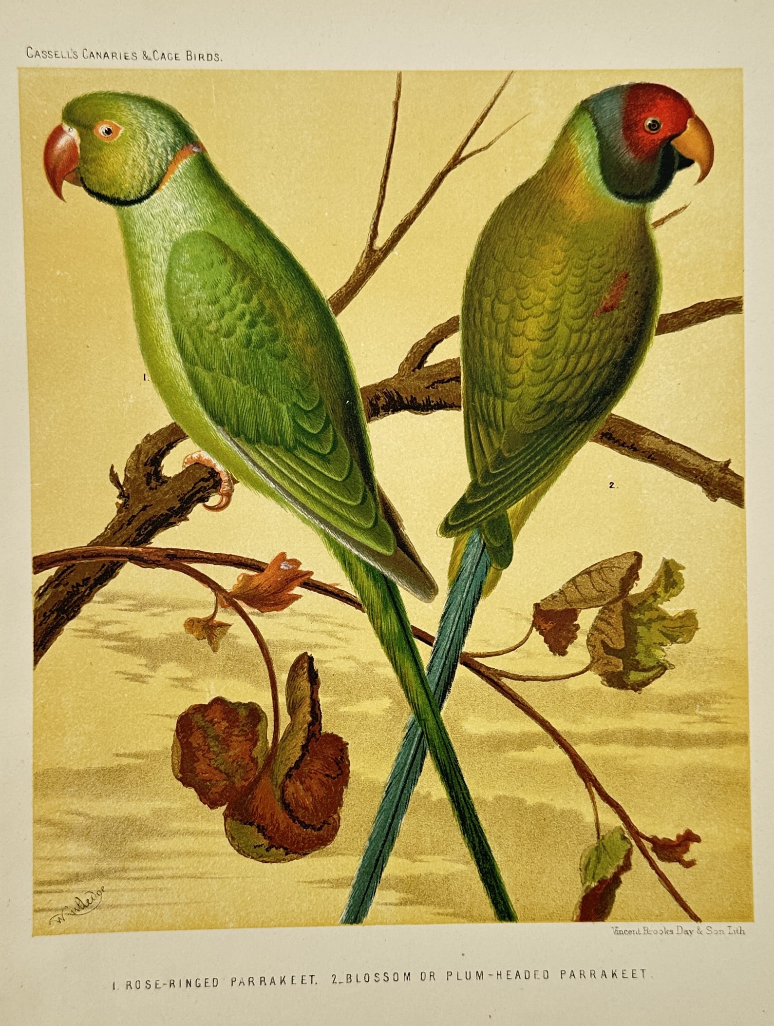 John William Ludlow (1840–1916) – Rose-ringed Parrakeet and Blossom-headed Parrakeet: "1. Rose-ringed Parrakeet. 2. Blossom or Plum-headed Parrakeet". This chromolithograph depicts two species of parakeets perched on bare branches against a soft yellow sky. The work is a plate from Cas
