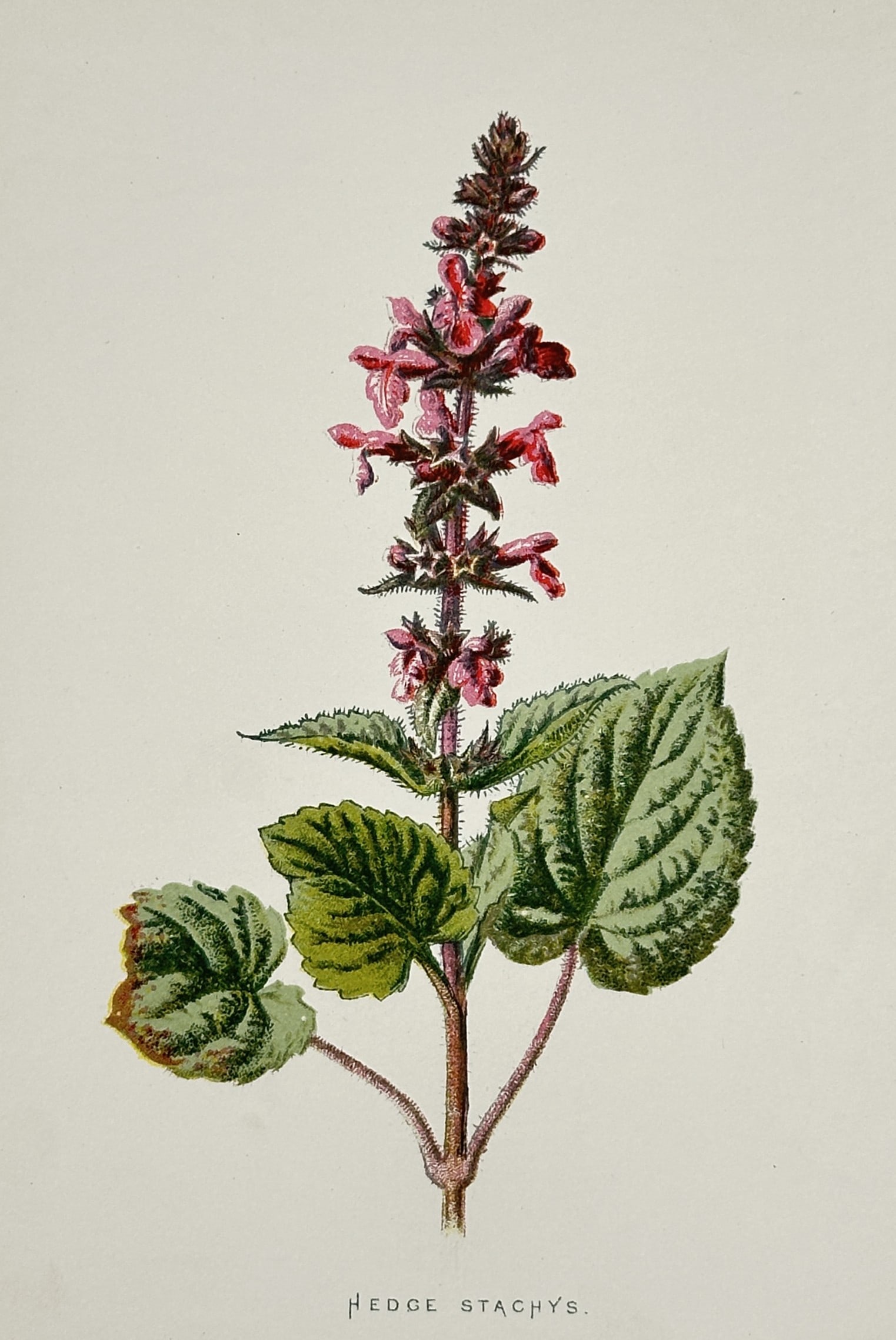Frederick Edward Hulme (1841–1909) – Hedge Stachys – Chromolithograph (1880) (1 of 2)