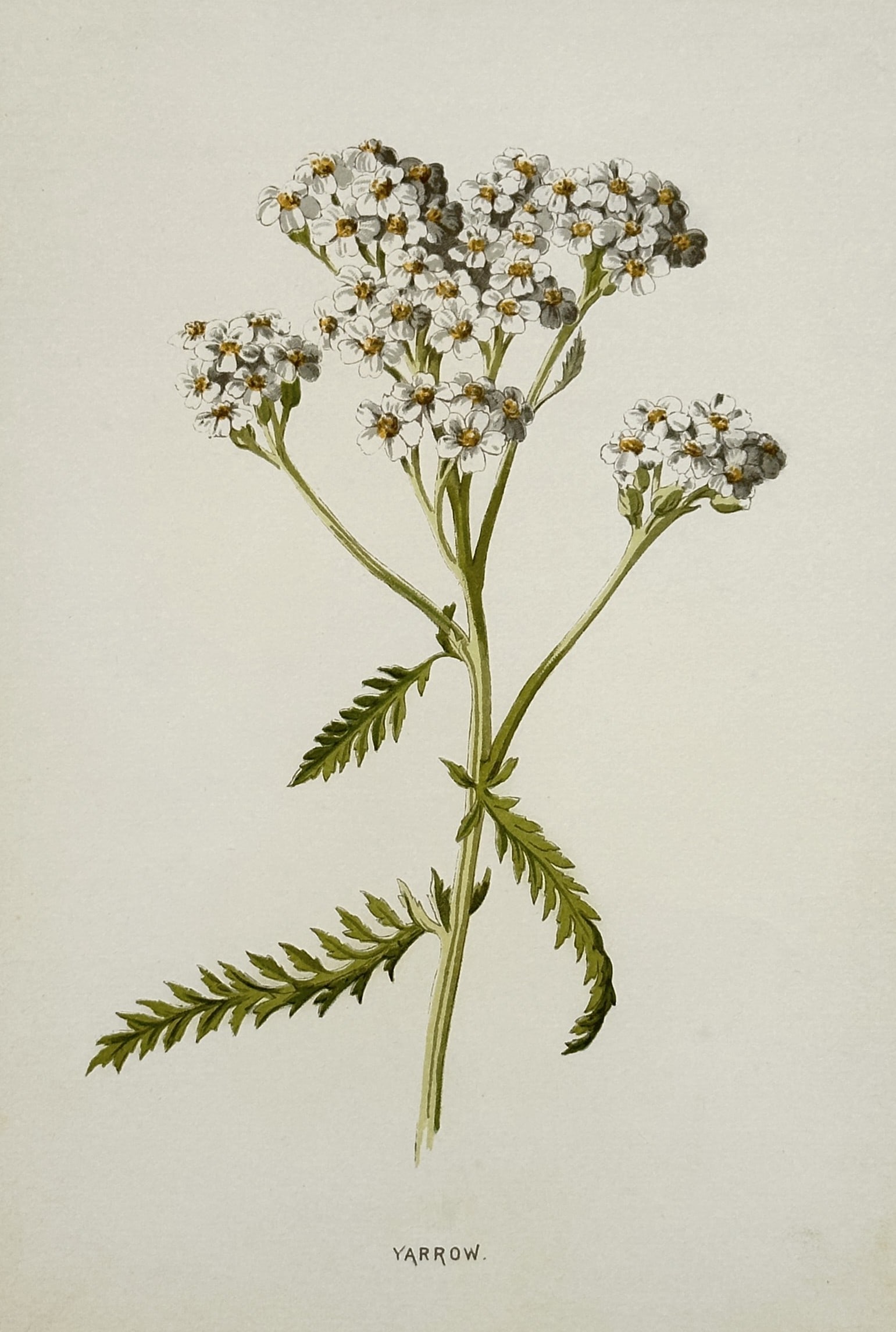 Frederick Edward Hulme (1841–1909) – Yarrow – Chromolithograph (1880) (1 of 2)