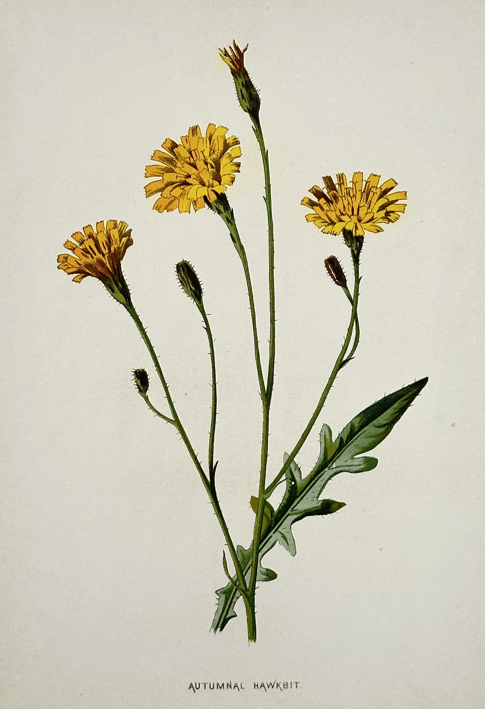 Frederick Edward Hulme (1841–1909) – Autumnal Hawkbit – Chromolithograph (1880) (1 of 2)