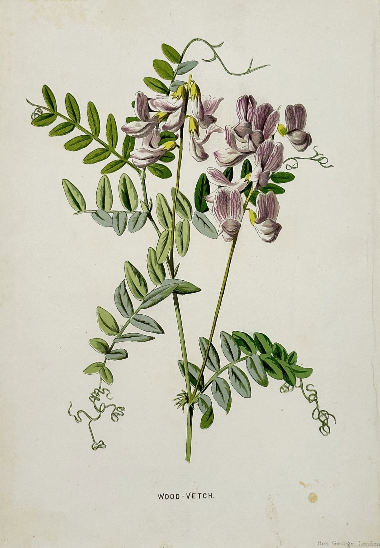 Frederick Edward Hulme (1841–1909) – Wood Vetch – Chromolithograph (1880): "Wood Vetch". This chromolithograph depicts a botanical study of the wood vetch, showing its clusters of pale purple flowers, climbing tendrils, and pinnate leaves. The work is a plate from the series