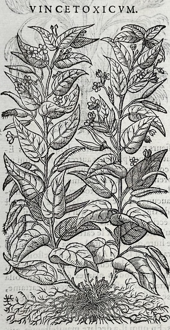 Pietro Andrea Mattioli (1501–1577) – Swallow-wort and Distaff Thistle – Woodcut (1572) (1 of 3)