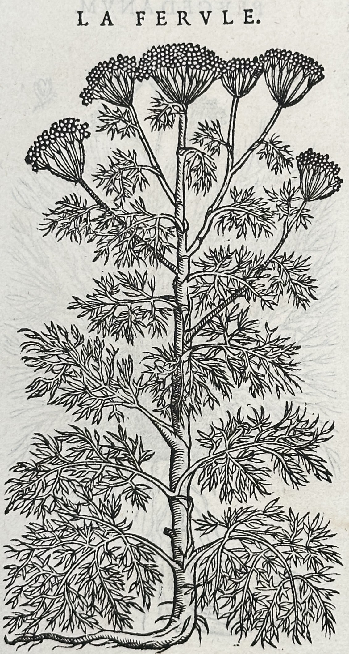 Pietro Andrea Mattioli (1501–1577) – Giant Fennel – Woodcut (1572) (1 of 3)