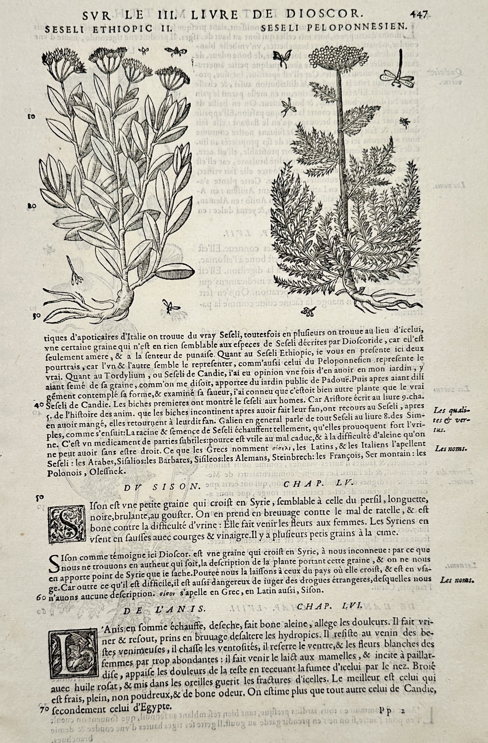 Pietro Andrea Mattioli (1501–1577) – Ethiopian Seseli and Peloponnesian Seseli – Woodcut (1 of 2)