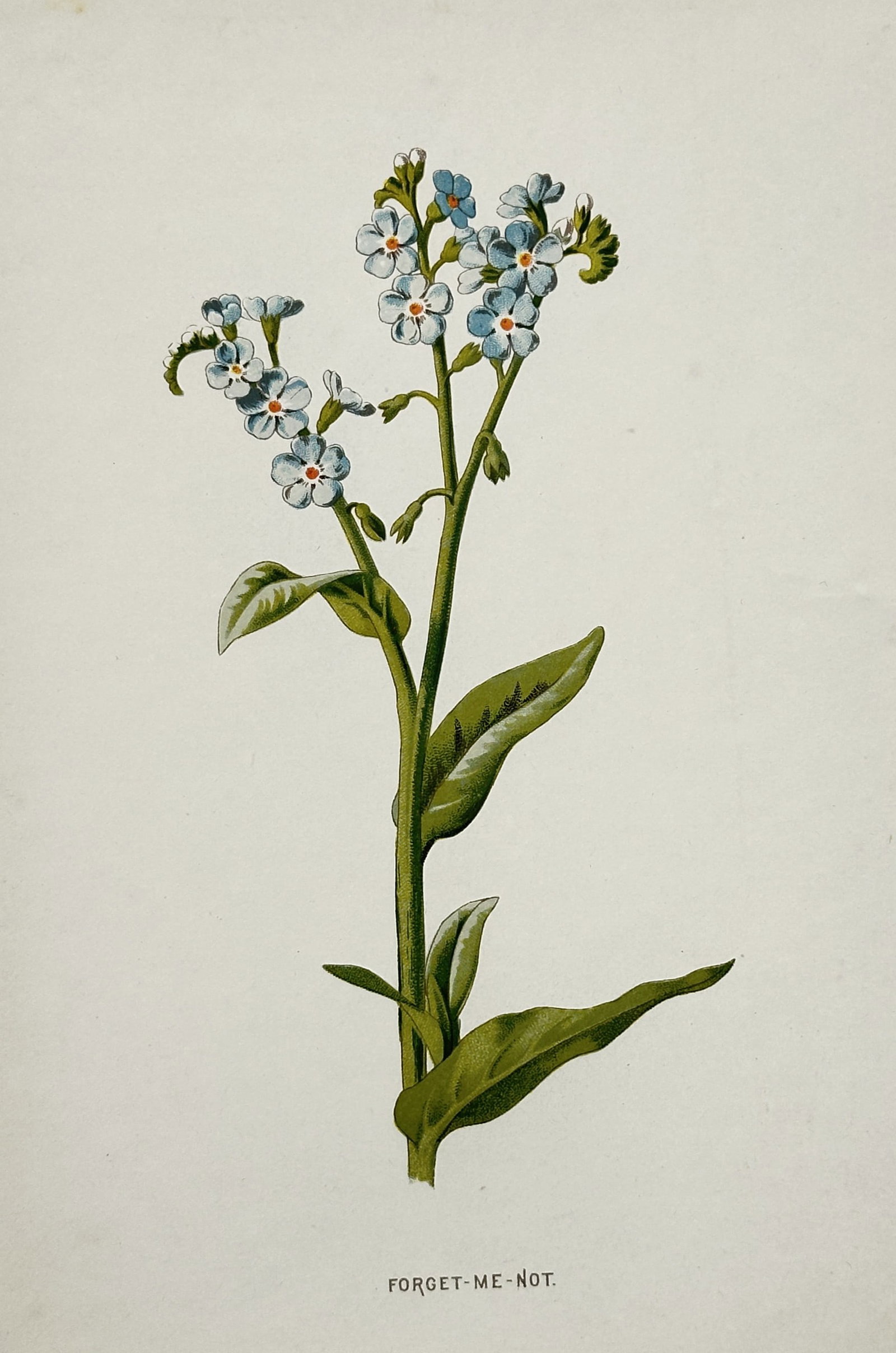Frederick Edward Hulme (1841–1909) – Forget-Me-Not – Chromolithograph (1880) (1 of 2)